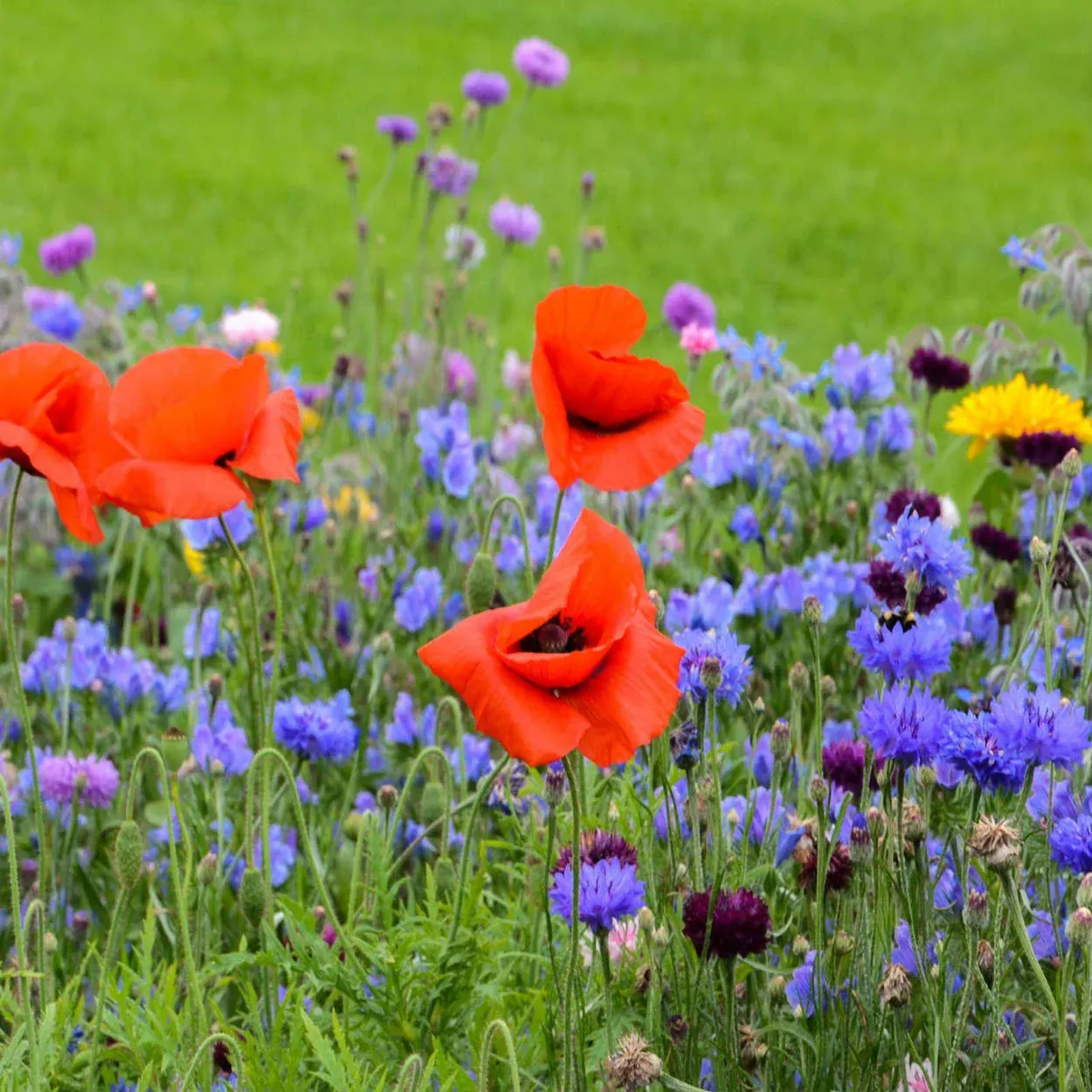 Low Growing Wildflower Blend