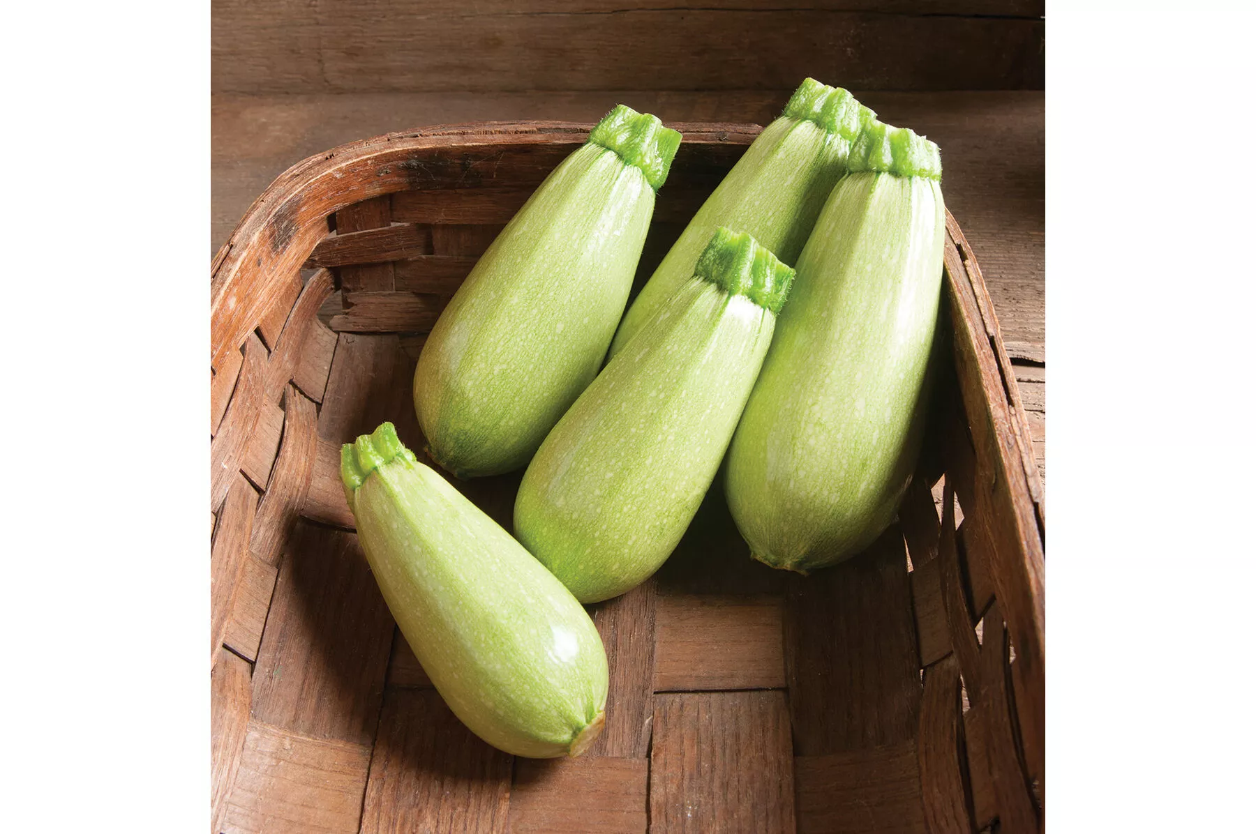 magda-f1-zucchini-squash-seed Magda (F1) Zucchini Squash Seed