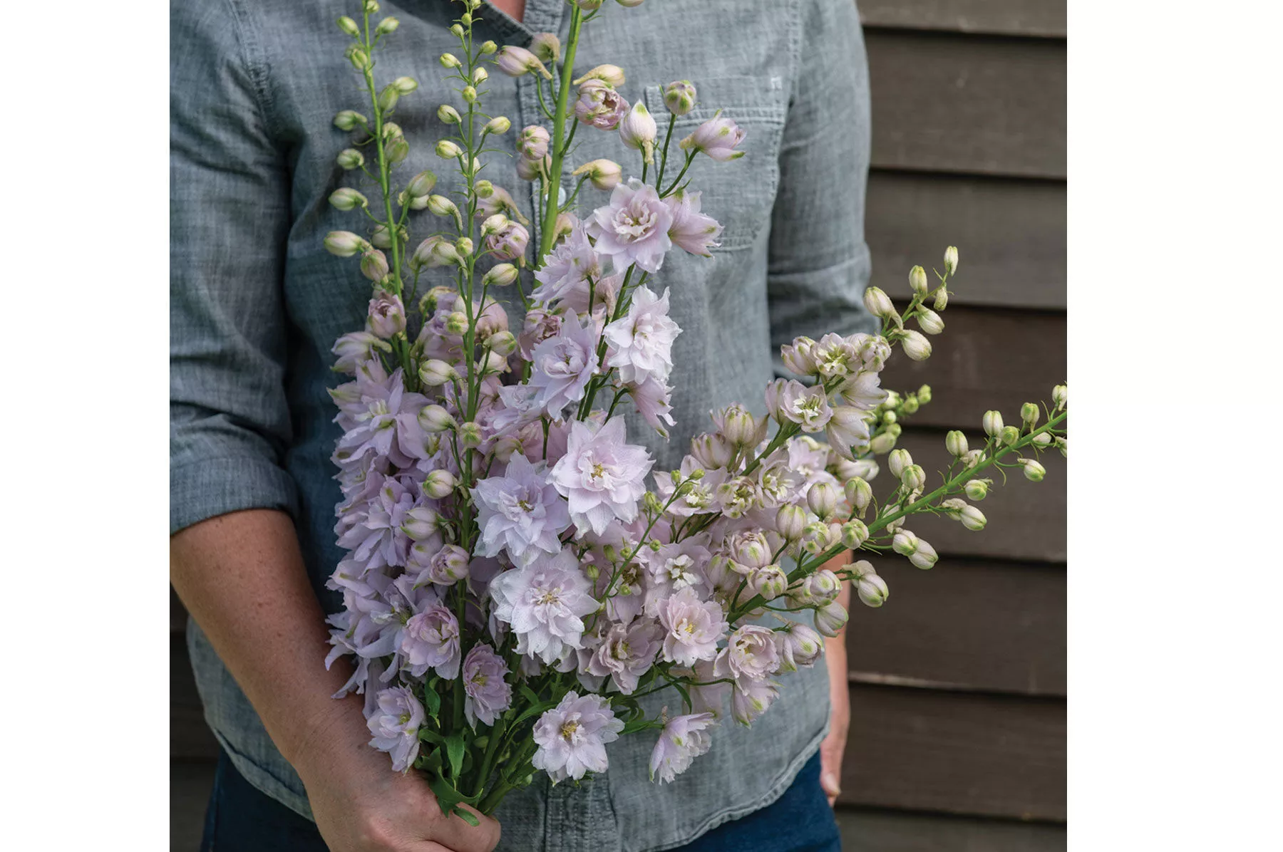 magic-fountains-cherry-blossom-delphinium-seed Magic Fountains Cherry Blossom Delphinium Seed