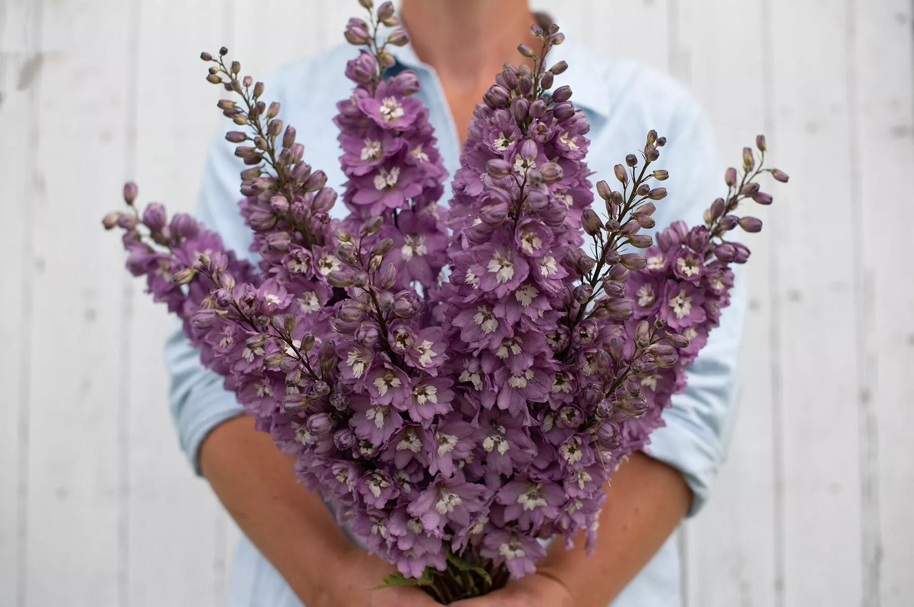 magic-fountains-lilac-pink-white-bee-delphinium-seed Magic Fountains Lilac Pink White Bee Delphinium Seed