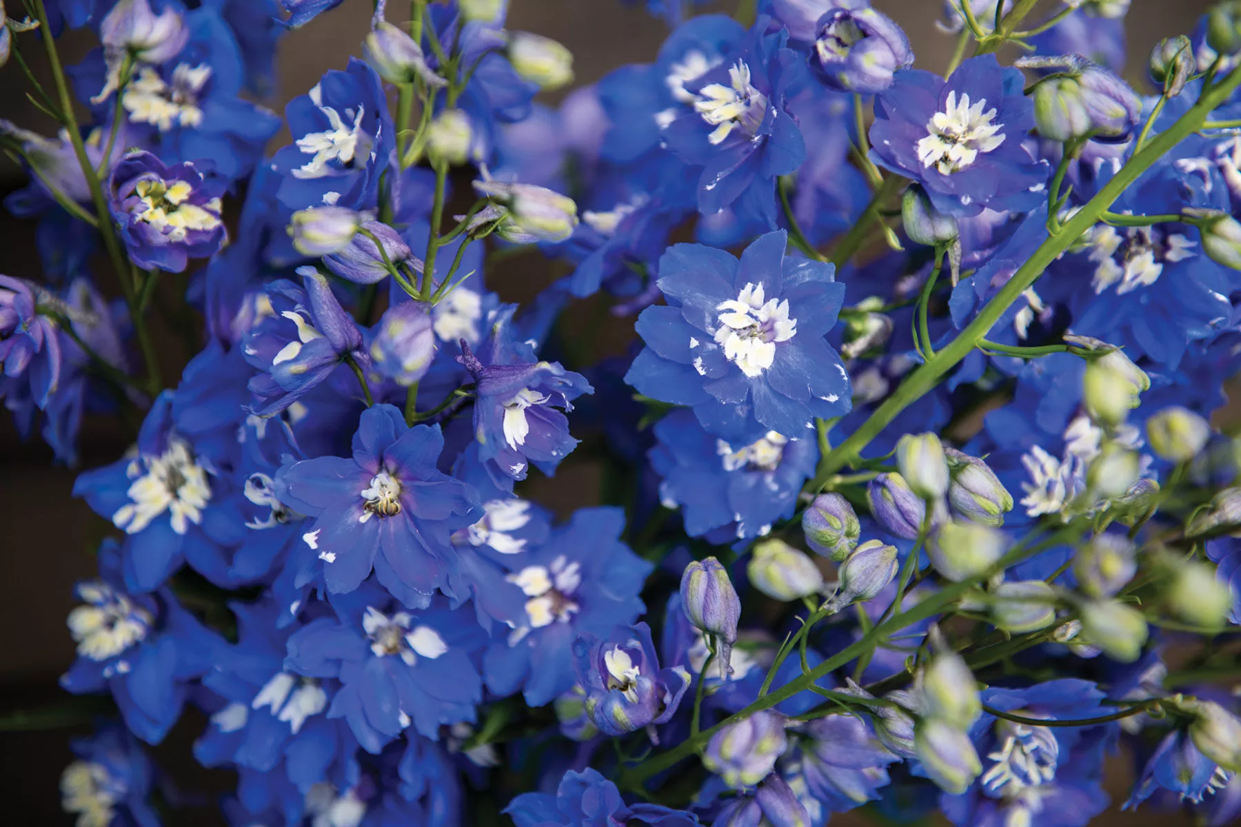 magic-fountains-mid-blue-white-bee-delphinium-seed Magic Fountains Mid Blue White Bee Delphinium Seed