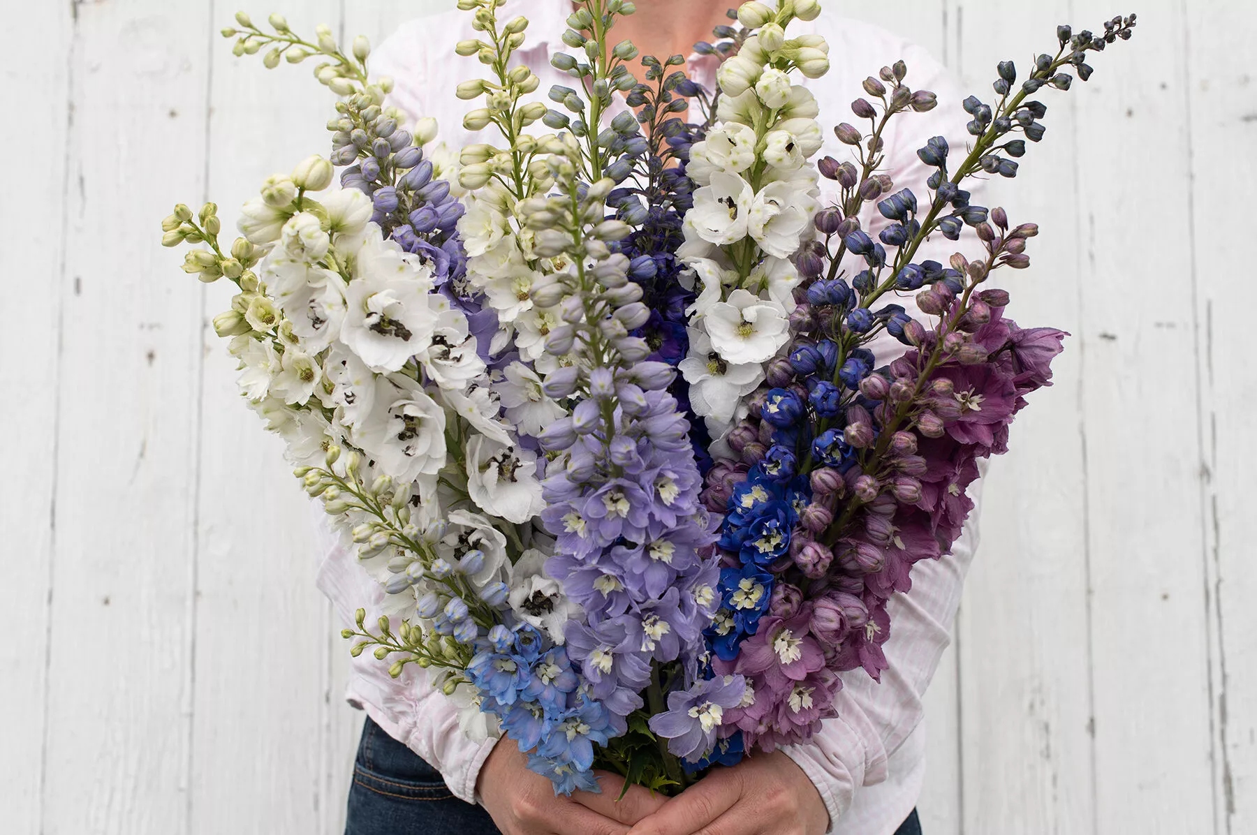 magic-fountains-mix-delphinium-seed Magic Fountains Mix Delphinium Seed