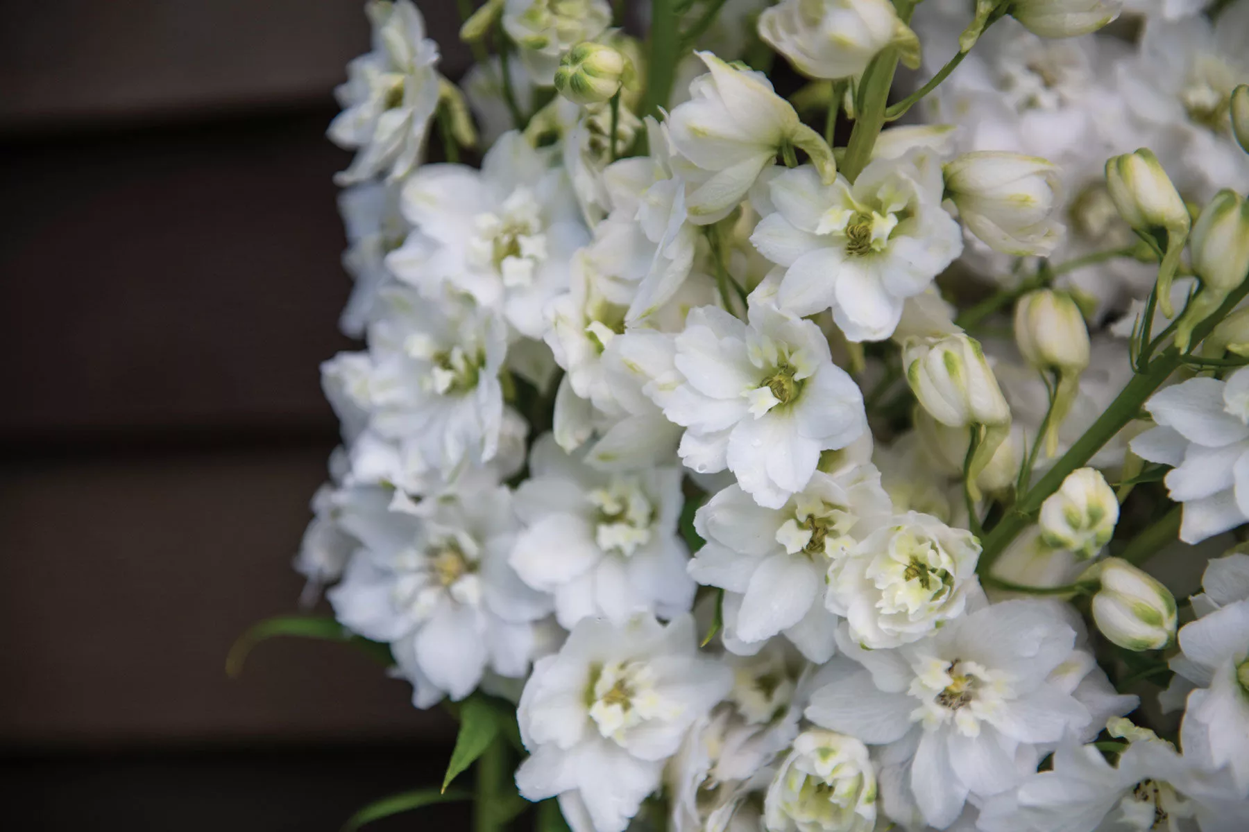 magic-fountains-pure-white-delphinium-seed Magic Fountains Pure White Delphinium Seed