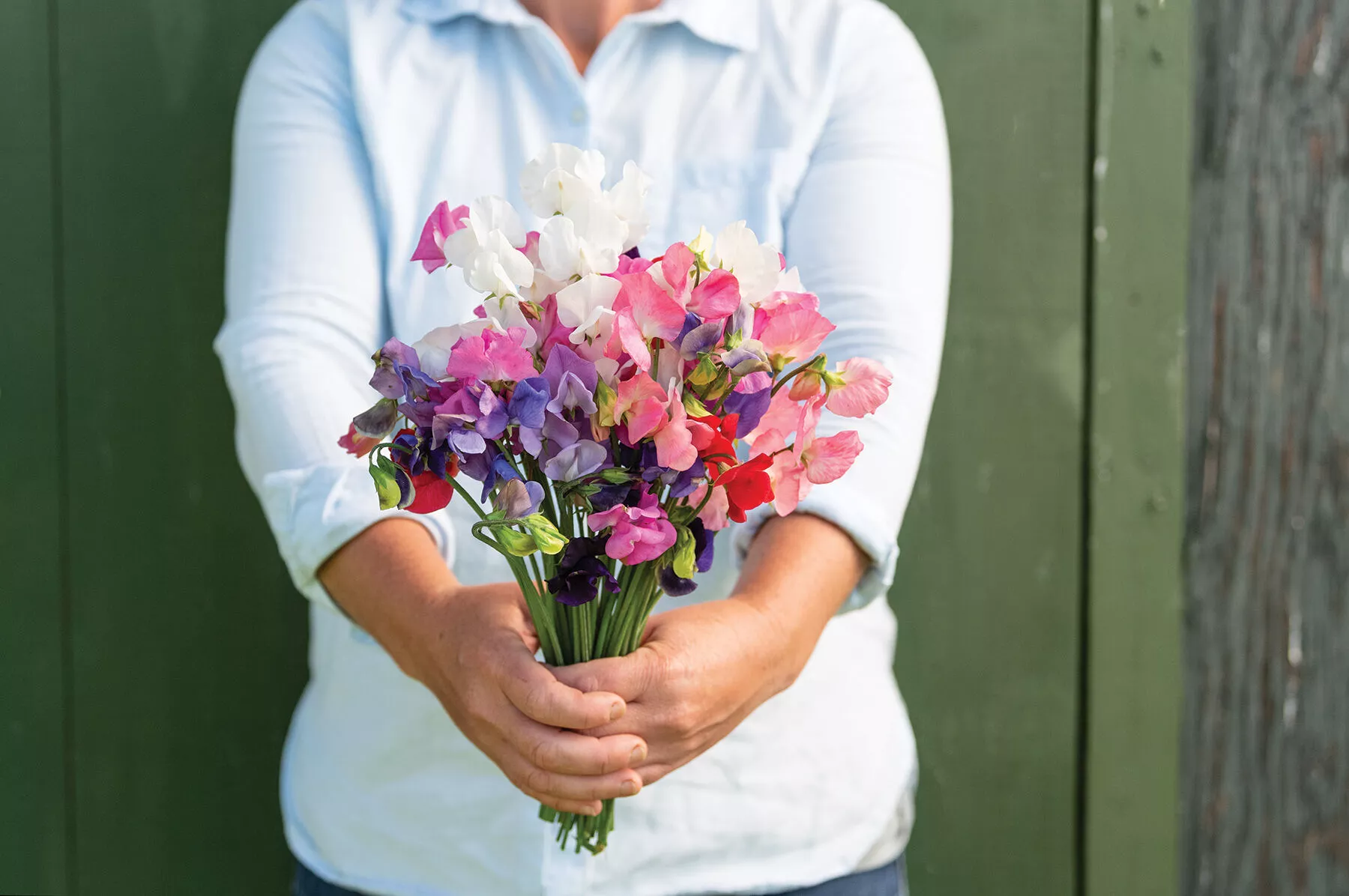 Mammoth Choice Mix Sweet Pea Seed
