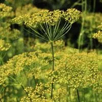 mammoth-long-island-dill-seed Mammoth Long Island Dill Seed