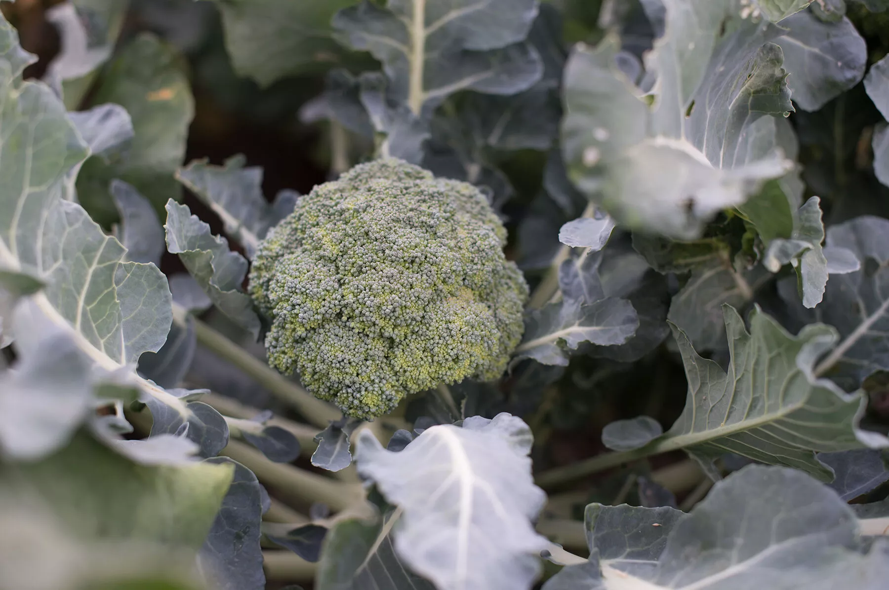 Marathon (F1) Broccoli Seed