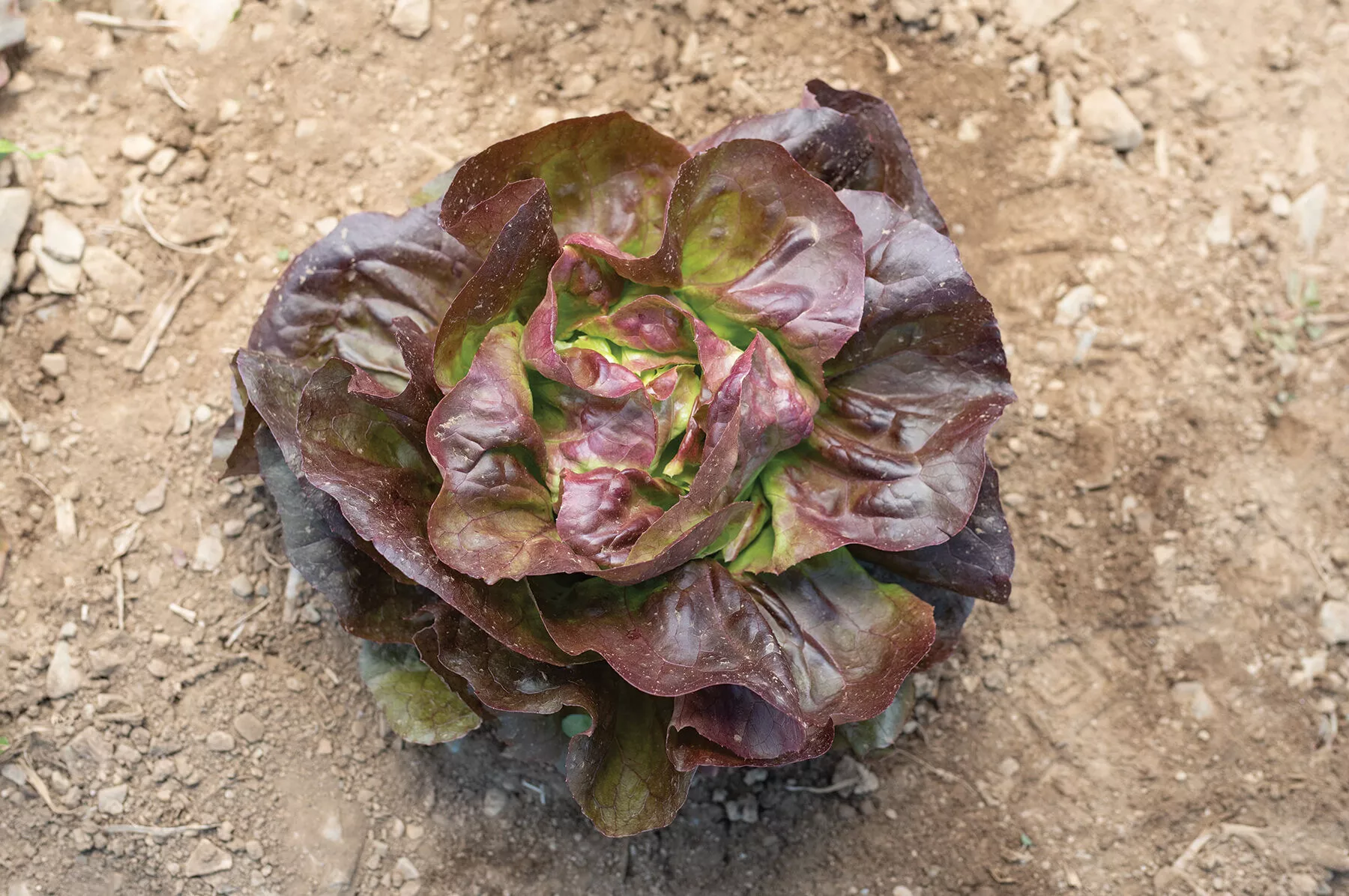 marciano-organic-lettuce-seed Marciano Organic Lettuce Seed