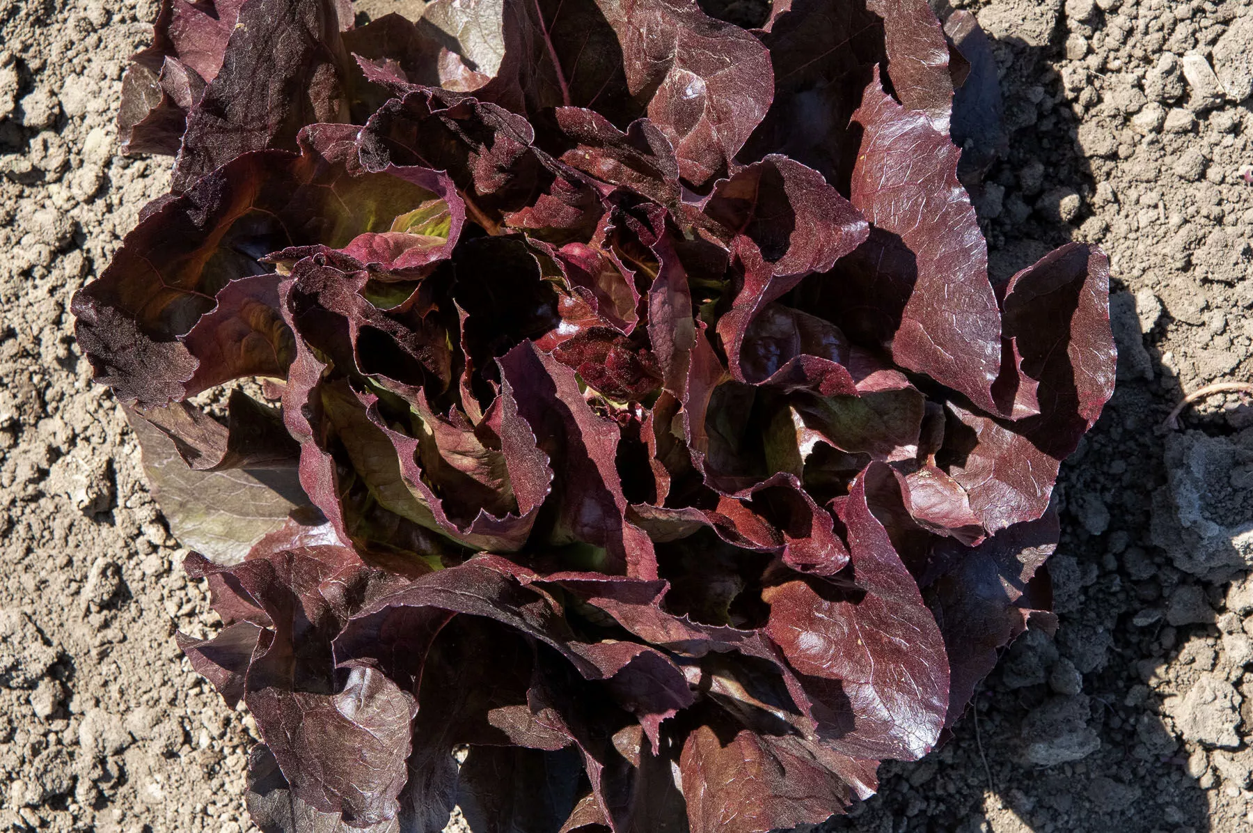 marciano-organic-pelleted-lettuce-seed Marciano Organic Pelleted Lettuce Seed