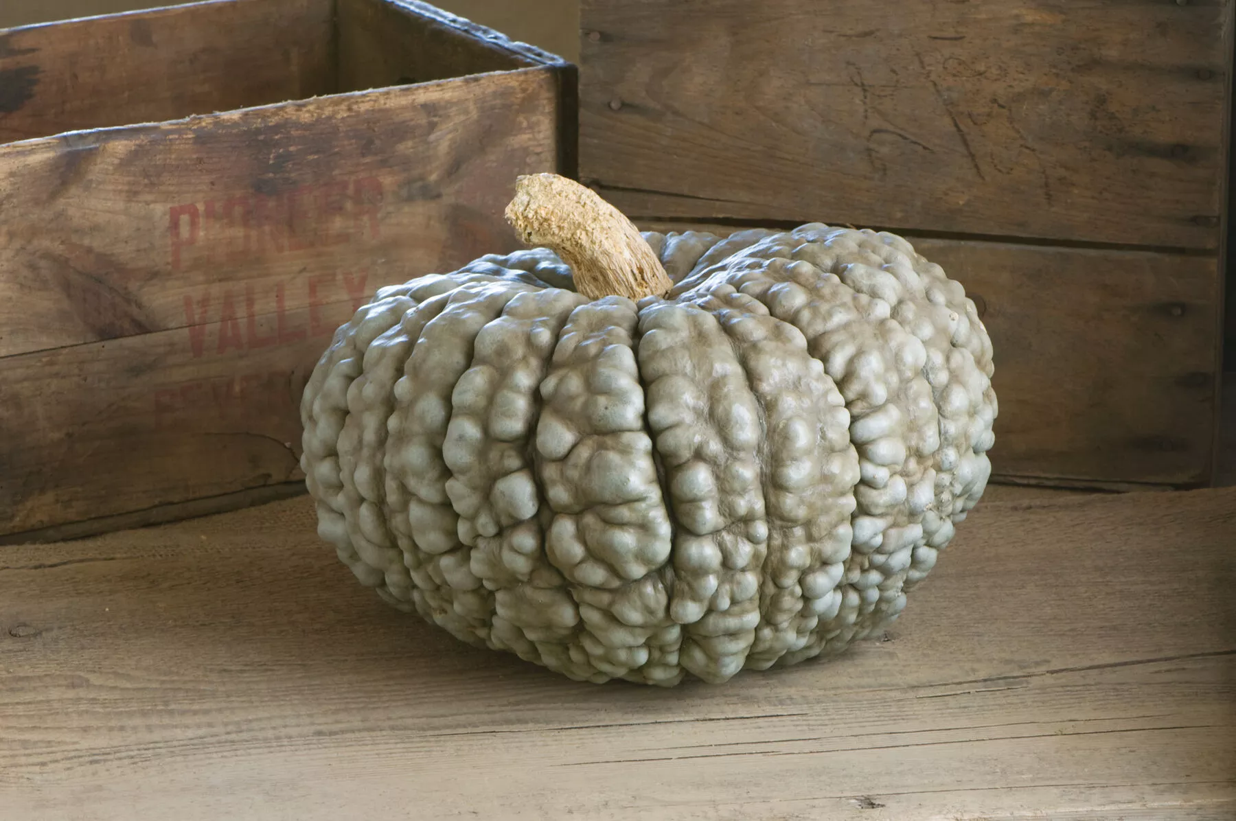 Marina Di Chioggia Pumpkin Seed