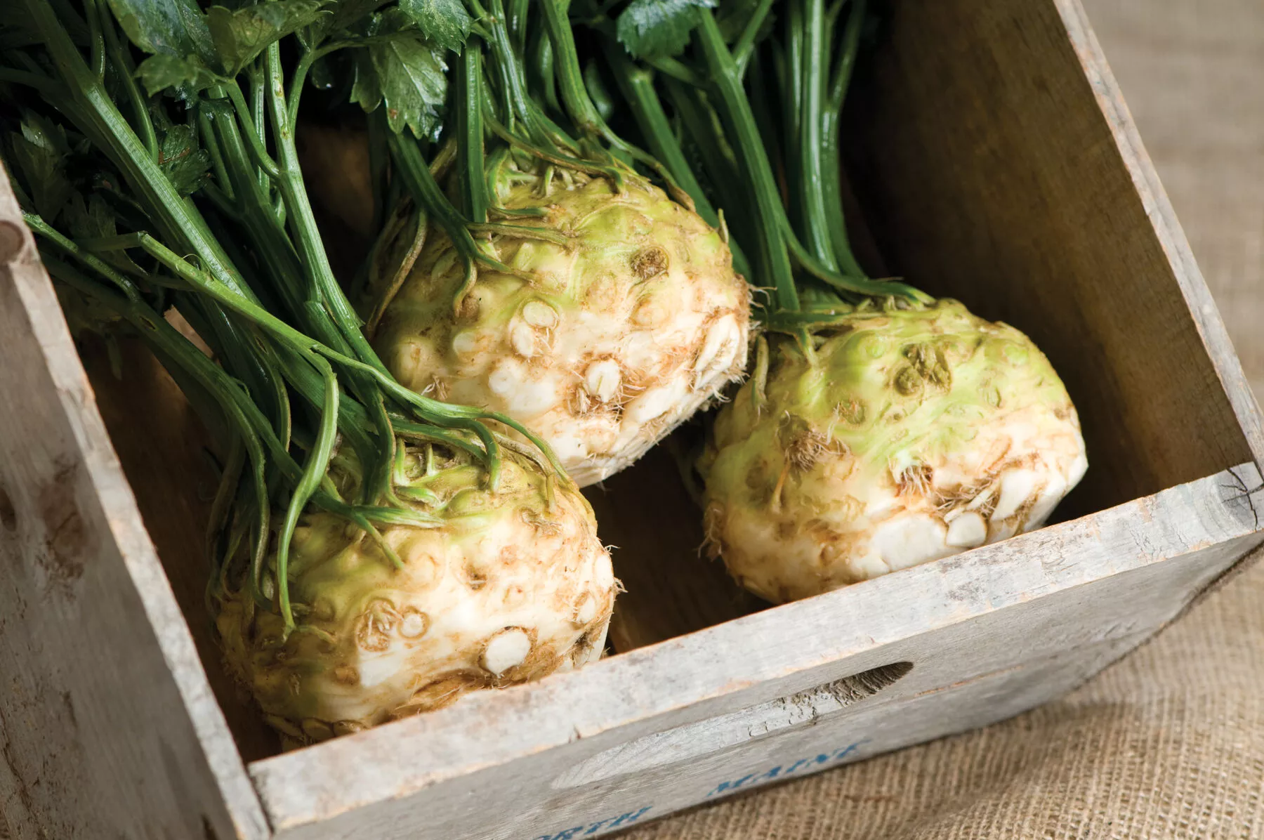 mars-organic-celeriac-seed Mars Organic Celeriac Seed