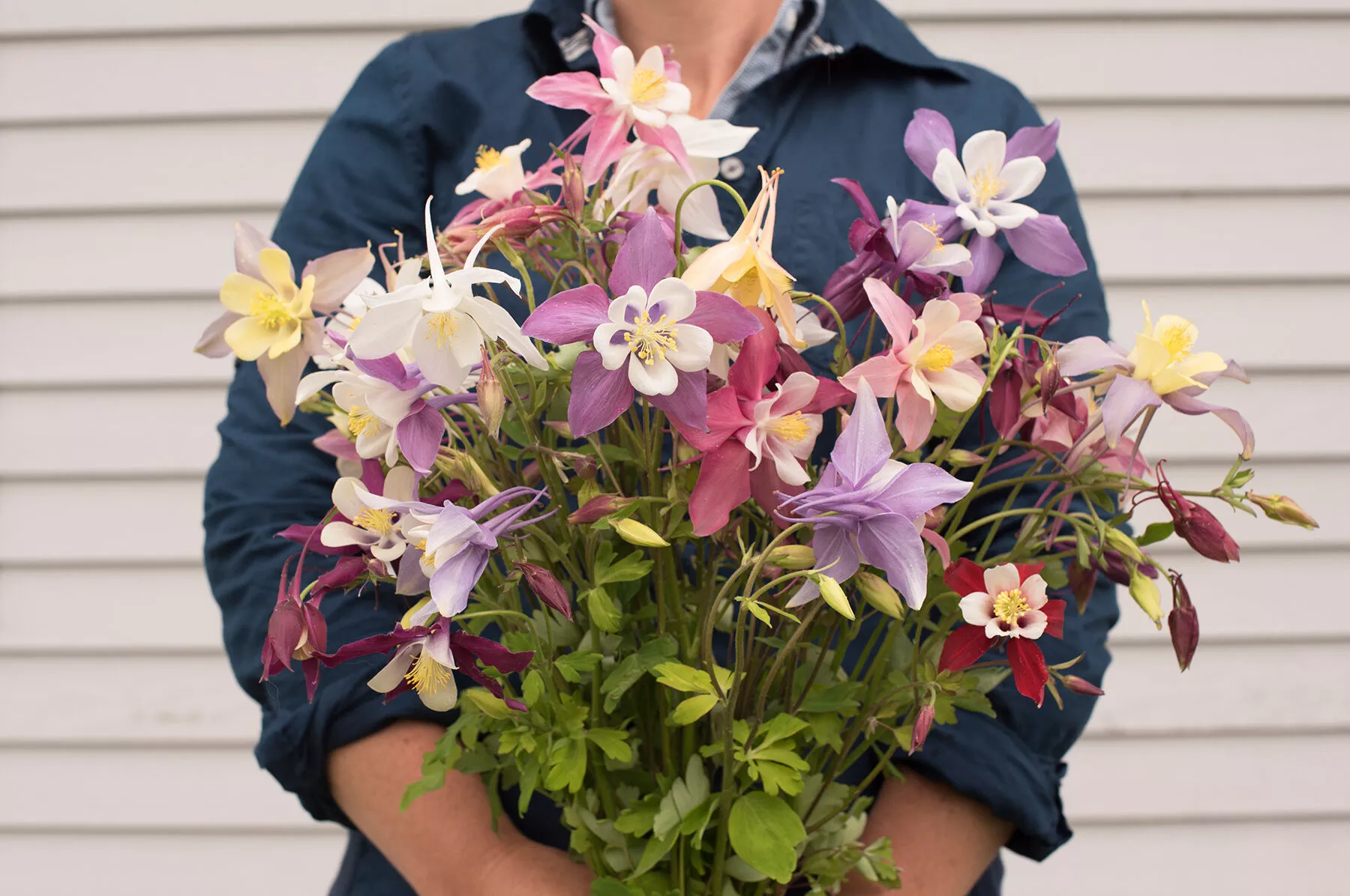 mckana-giants-mix-columbine-seed McKana Giants Mix Columbine Seed