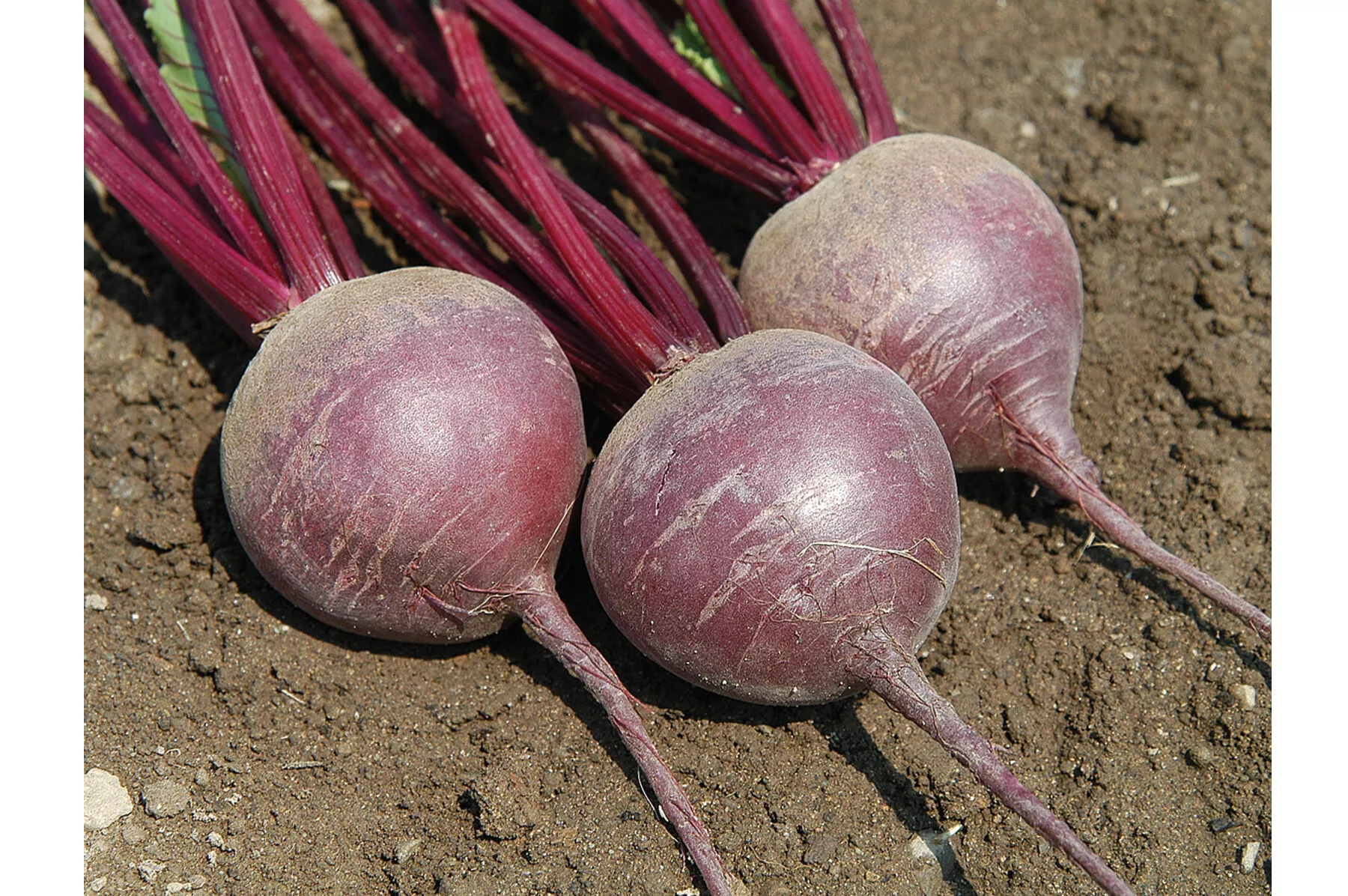 merlin-organic-f1-beet-seed Merlin Organic (F1) Beet Seed