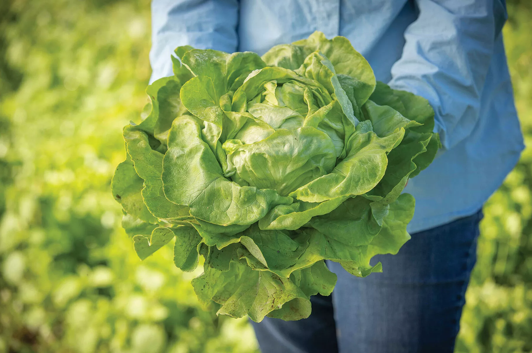 milagro-organic-lettuce-seed Milagro Organic Lettuce Seed