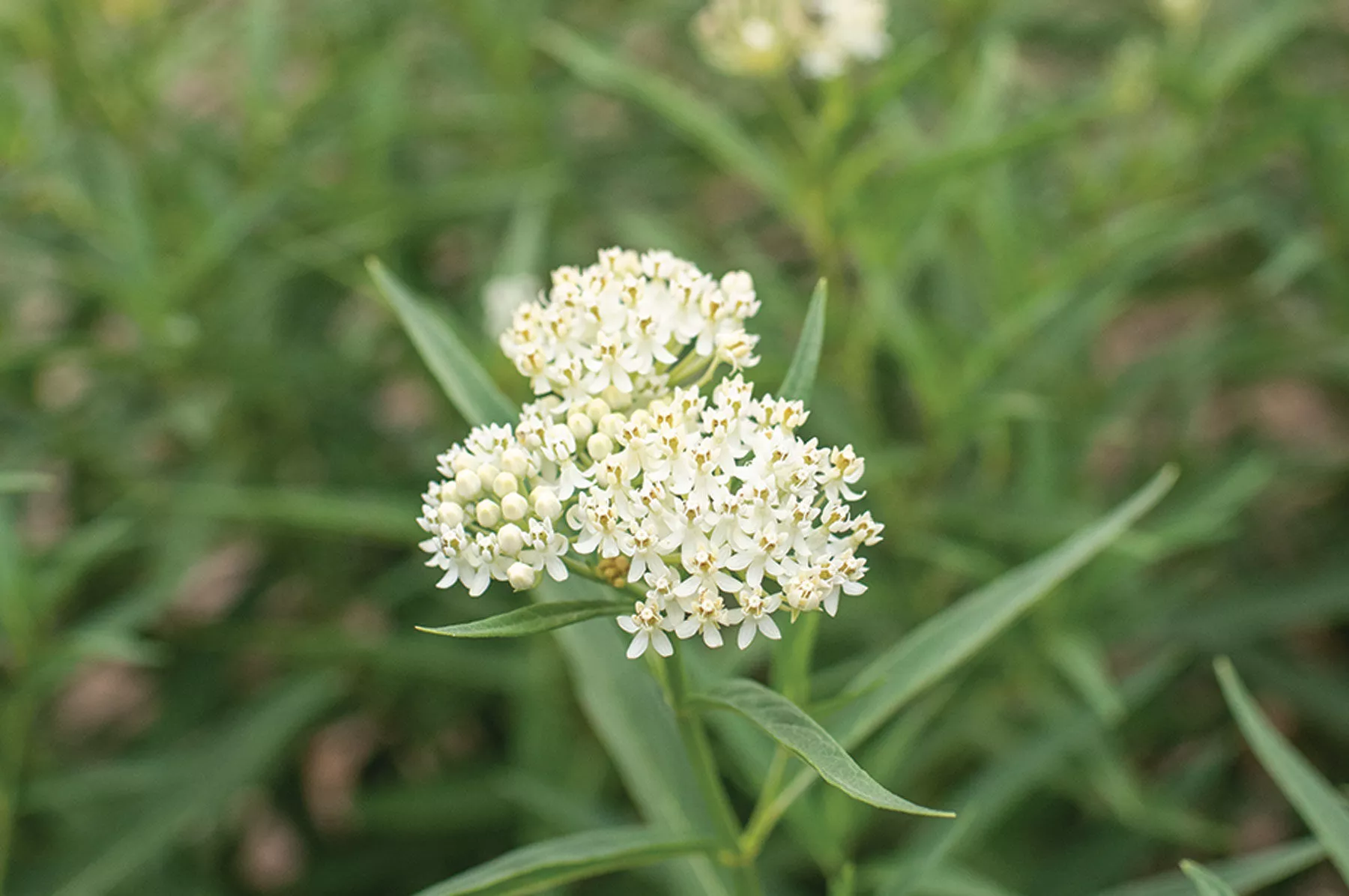 milkmaid-asclepias-seed Milkmaid Asclepias Seed