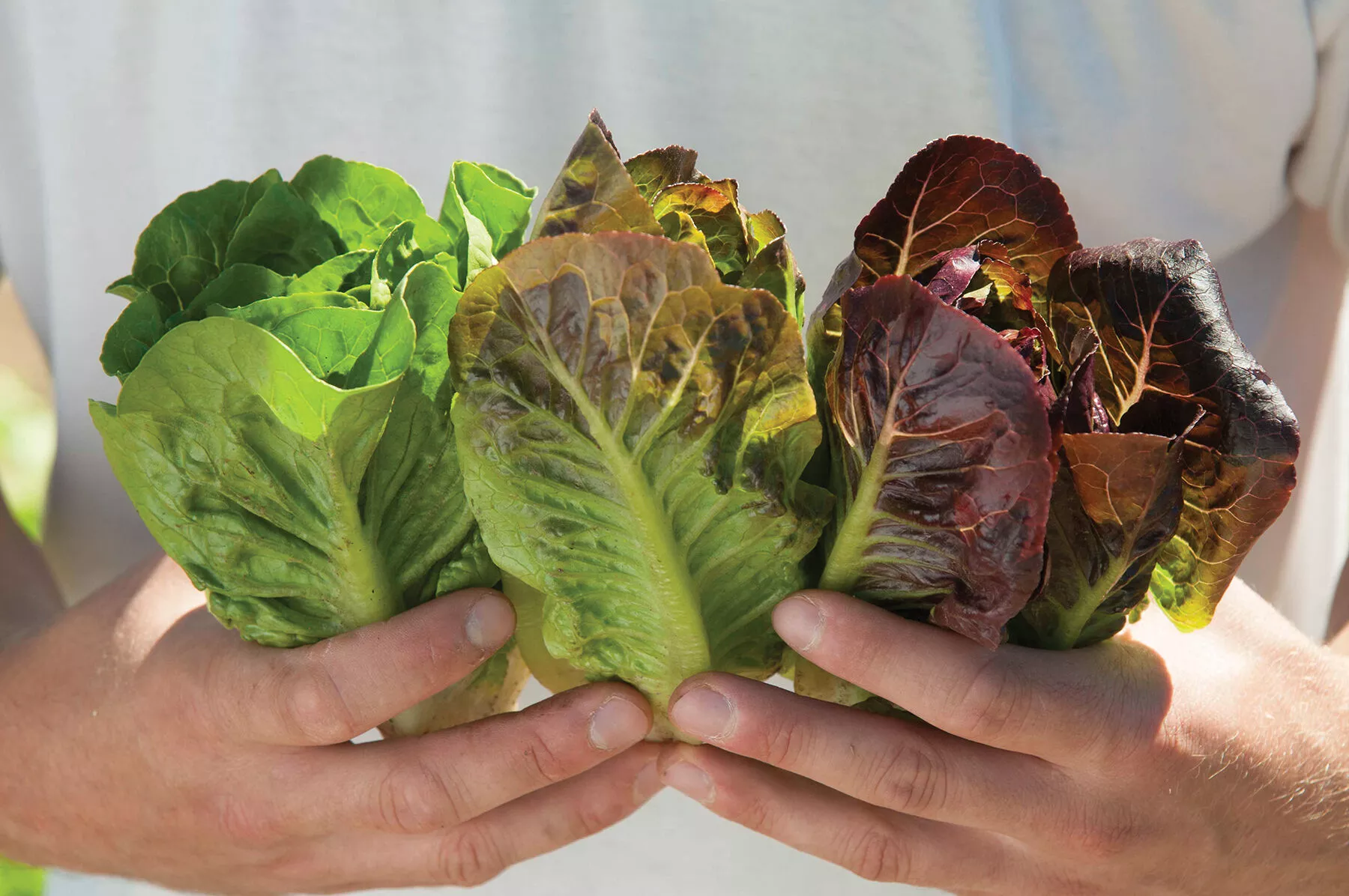 mini-romaine-trio-organic-lettuce-seed Mini-Romaine Trio Organic Lettuce Seed