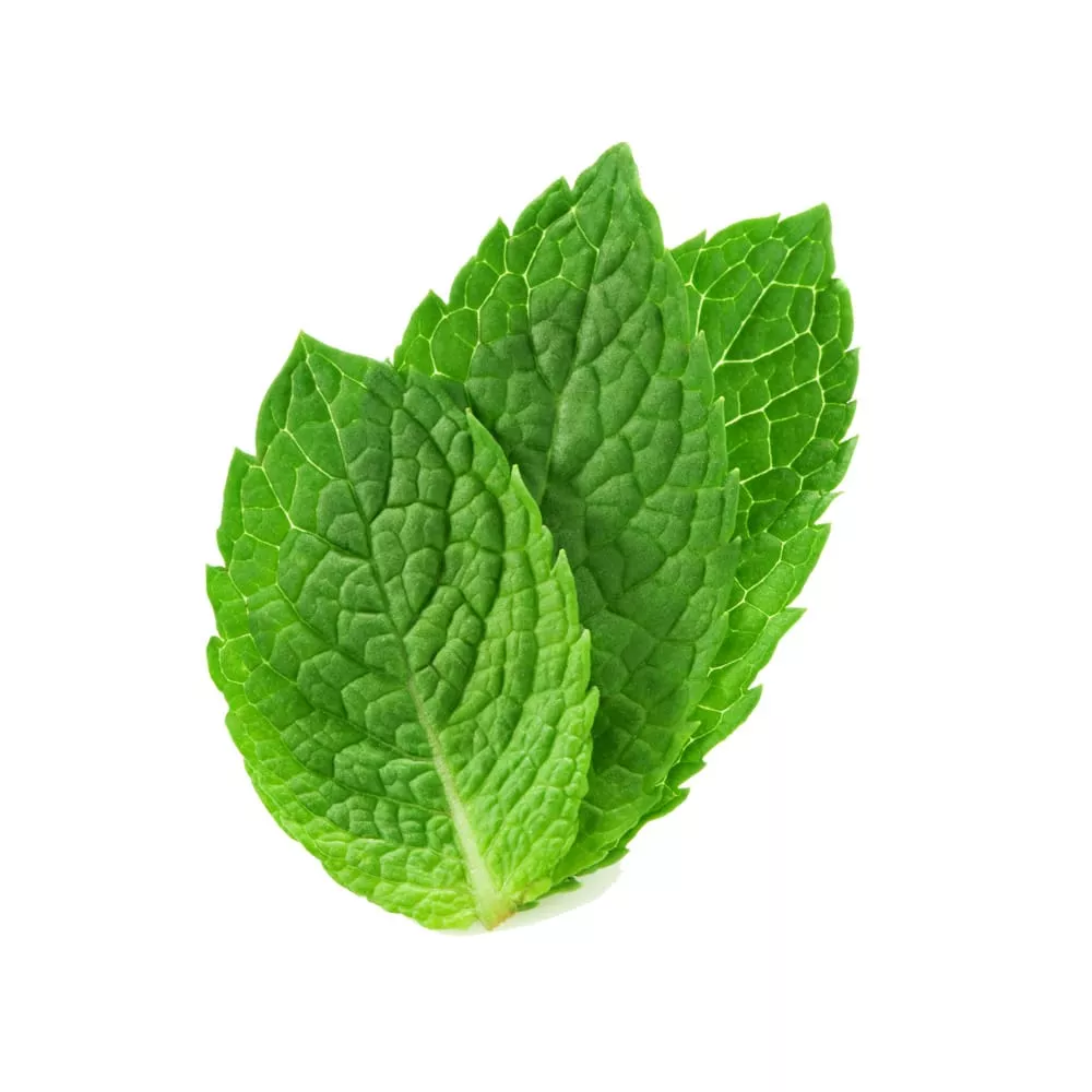 mint-chocolate-fresh-cut-produce Mint – Chocolate – Fresh Cut Produce