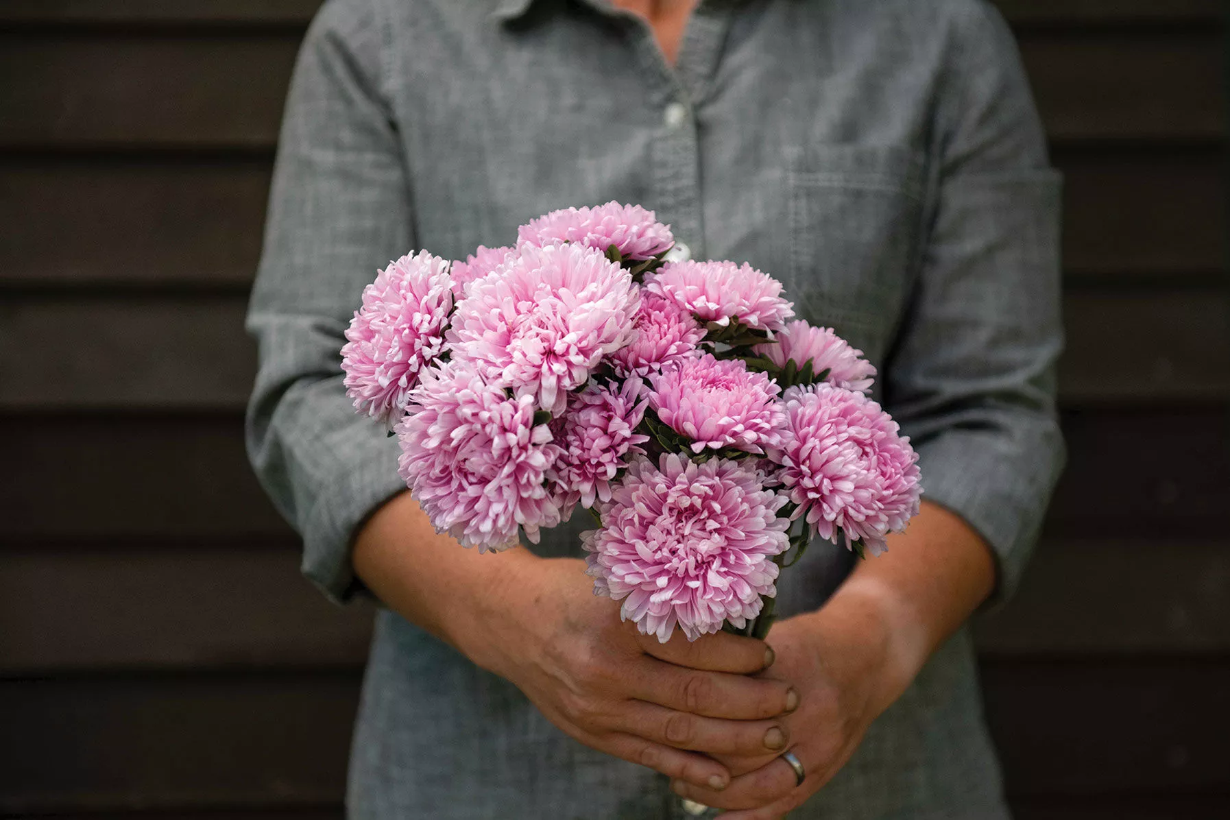 Miss Europe Resist China Aster Seed