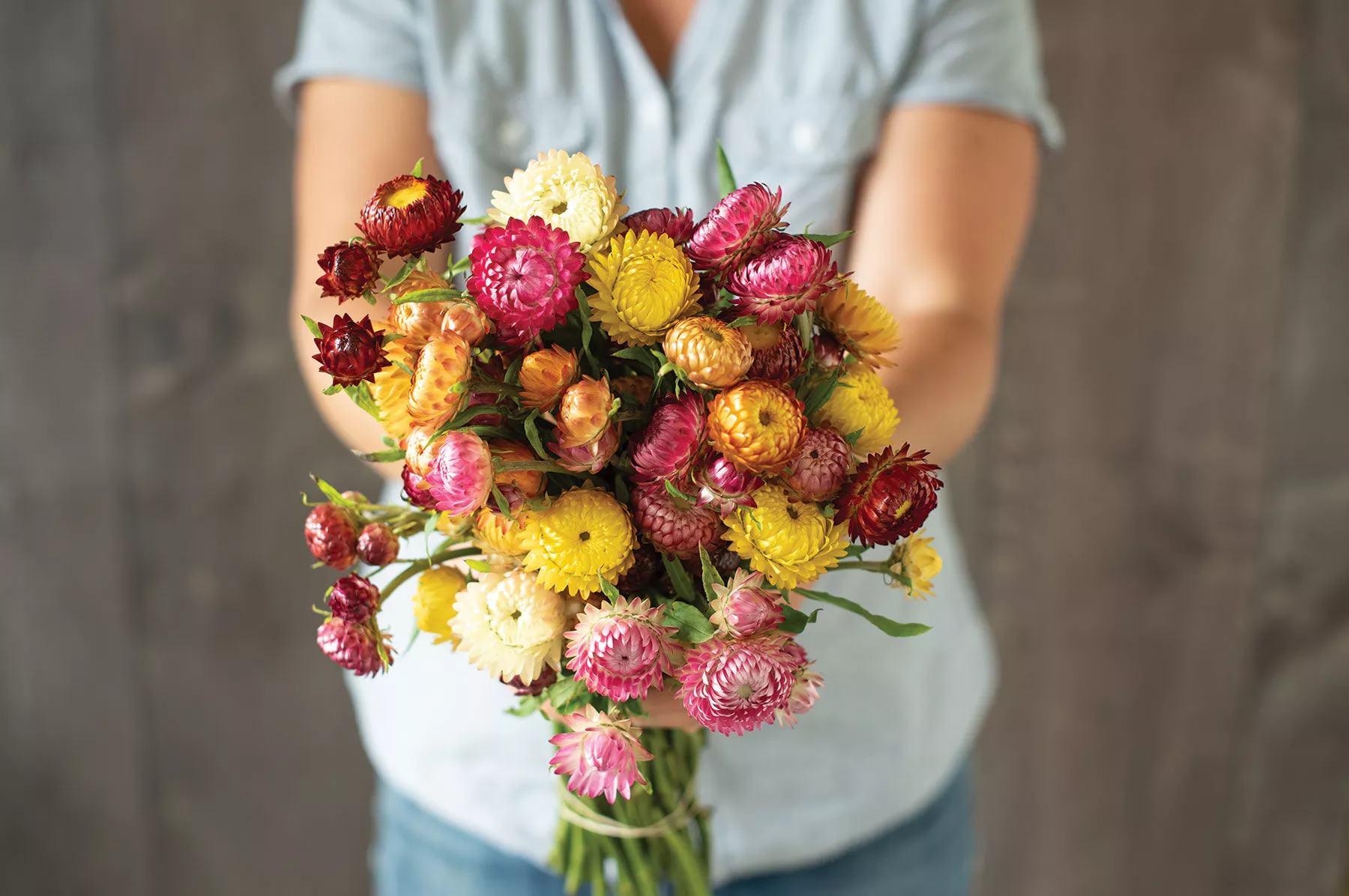 monstrosum-tall-mix-strawflower-seed Monstrosum Tall Mix Strawflower Seed