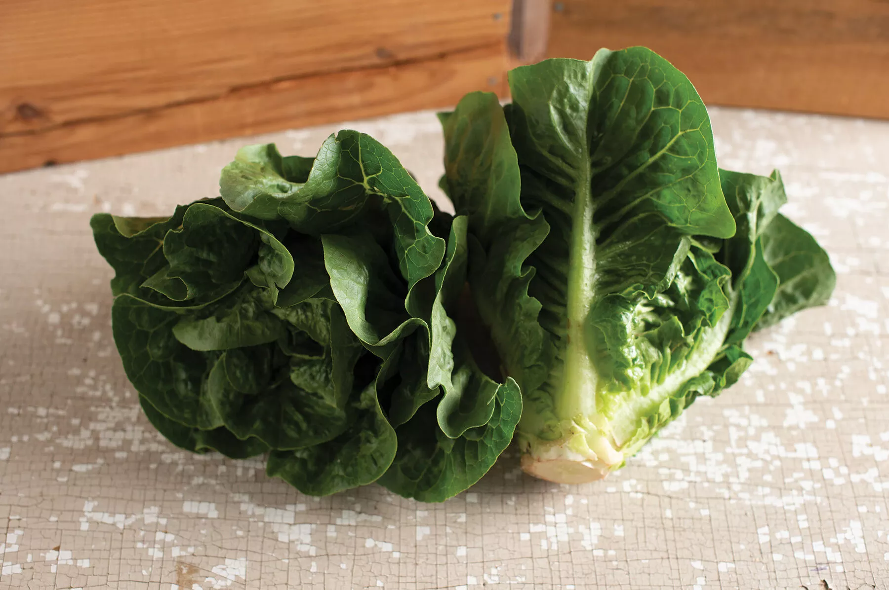 monte-carlo-pelleted-lettuce-seed Monte Carlo Pelleted Lettuce Seed