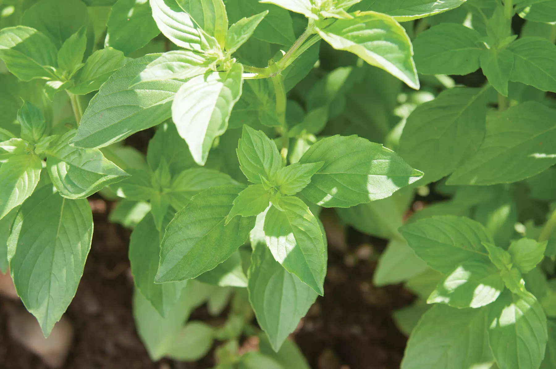 mrs-burns-lemon-basil-seed Mrs. Burns' Lemon Basil Seed