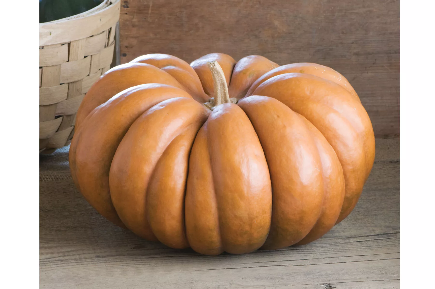 Musquee de Provence Pumpkin Seed