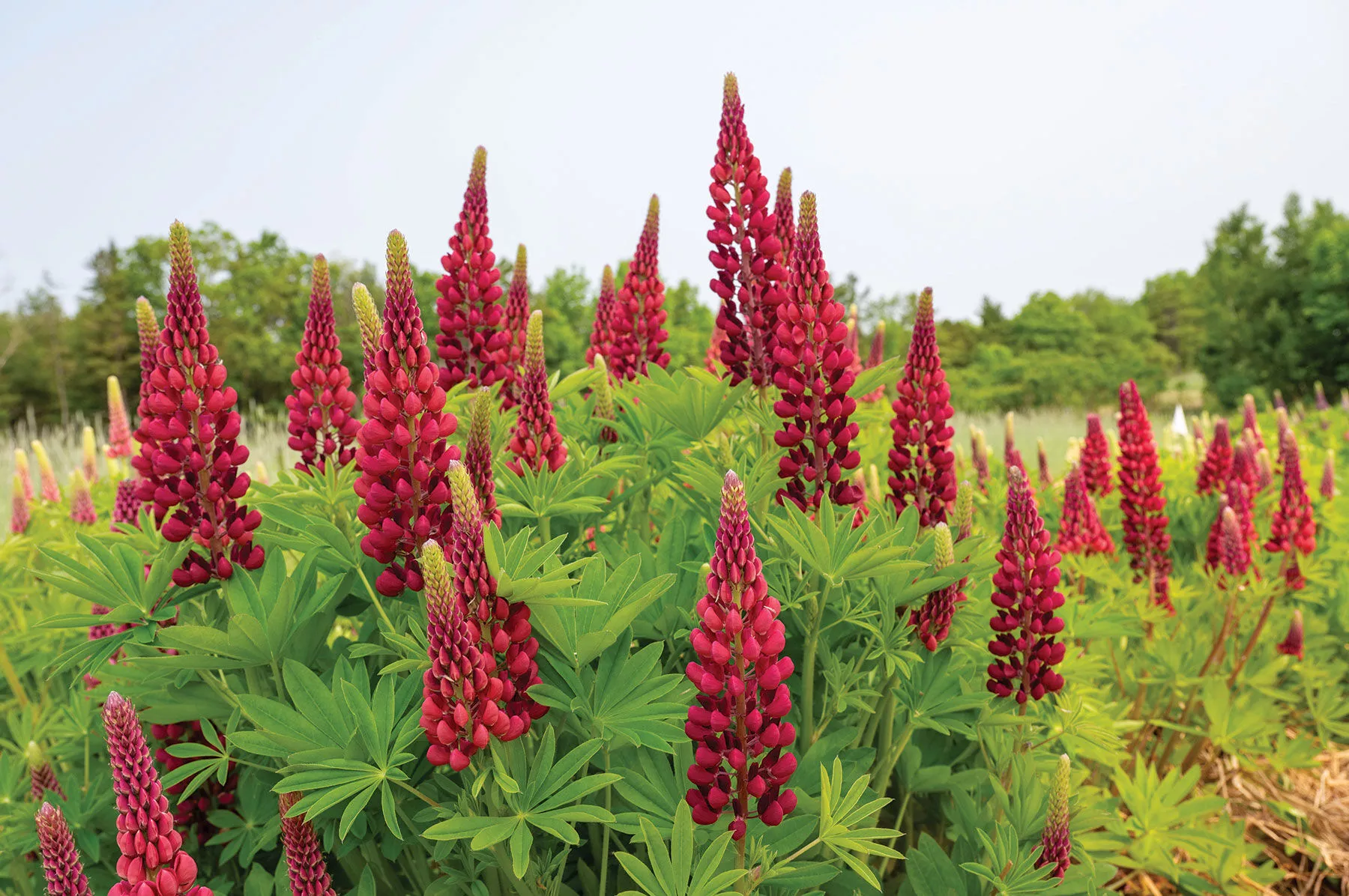 my-castle-lupine-seed My Castle Lupine Seed