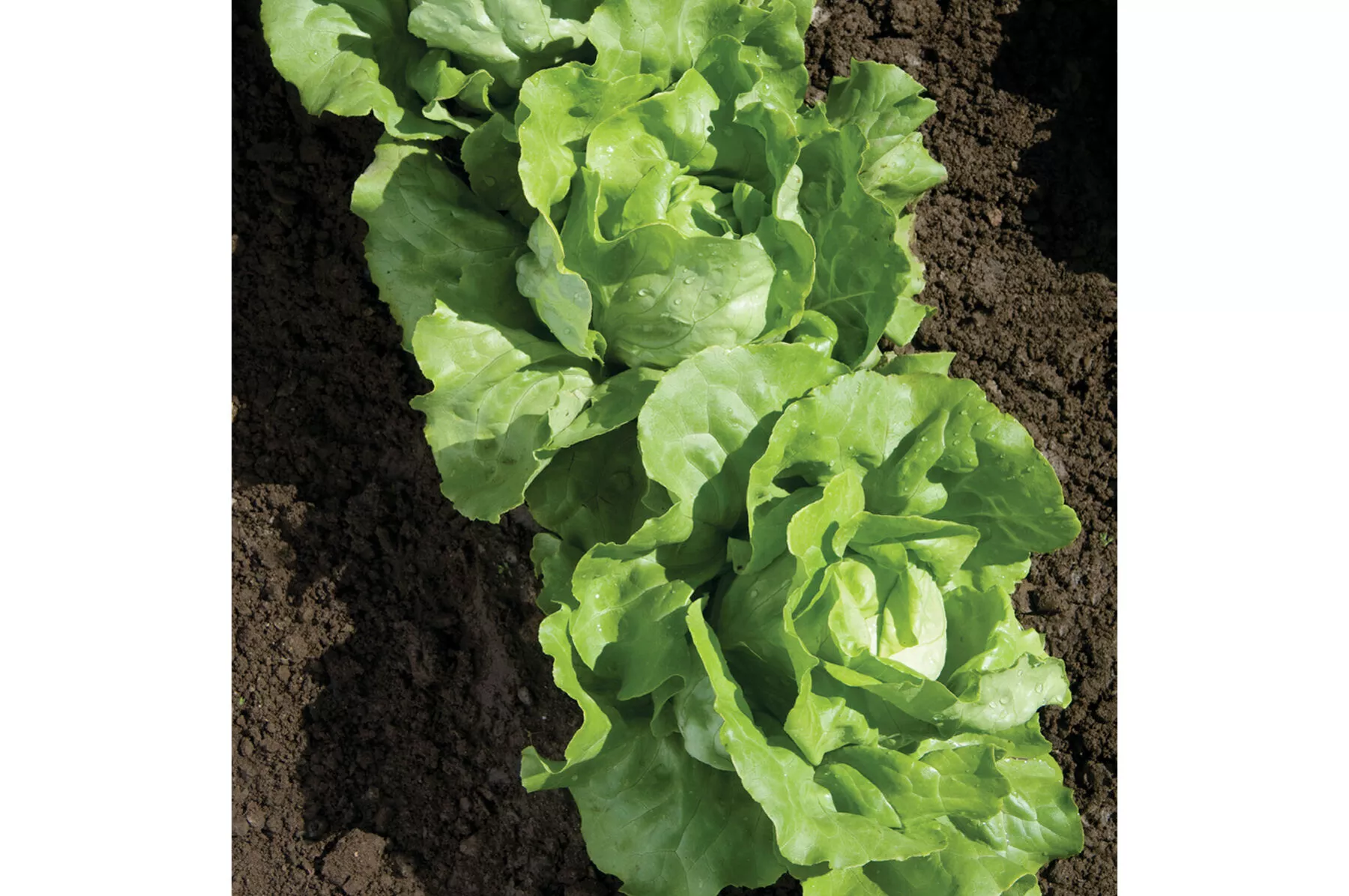 nancy-organic-lettuce-seed Nancy Organic Lettuce Seed