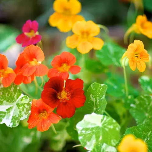 nasturtium-alaska-mix-flower-seeds Nasturtium - Alaska Mix Flower seeds