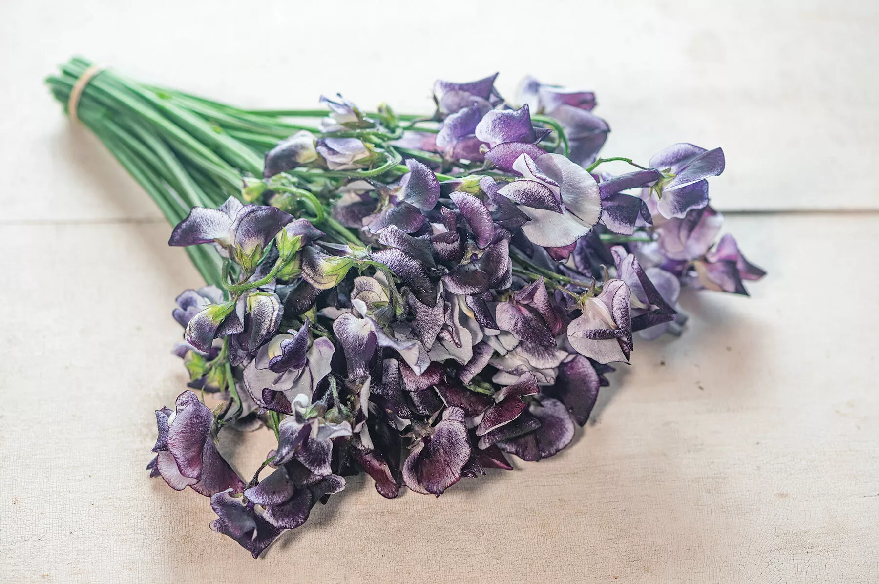 Nimbus Sweet Pea Seed