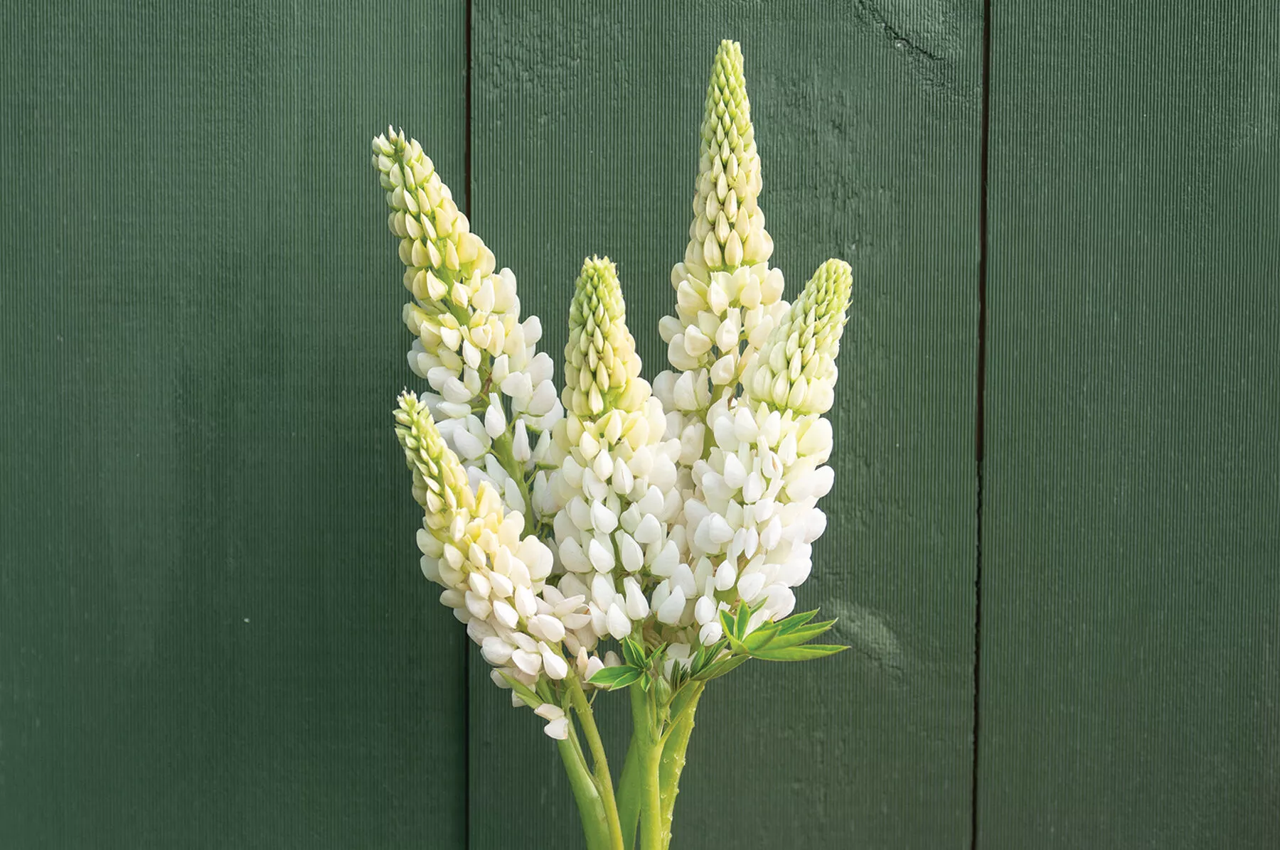 noble-maiden-lupine-seed Noble Maiden Lupine Seed