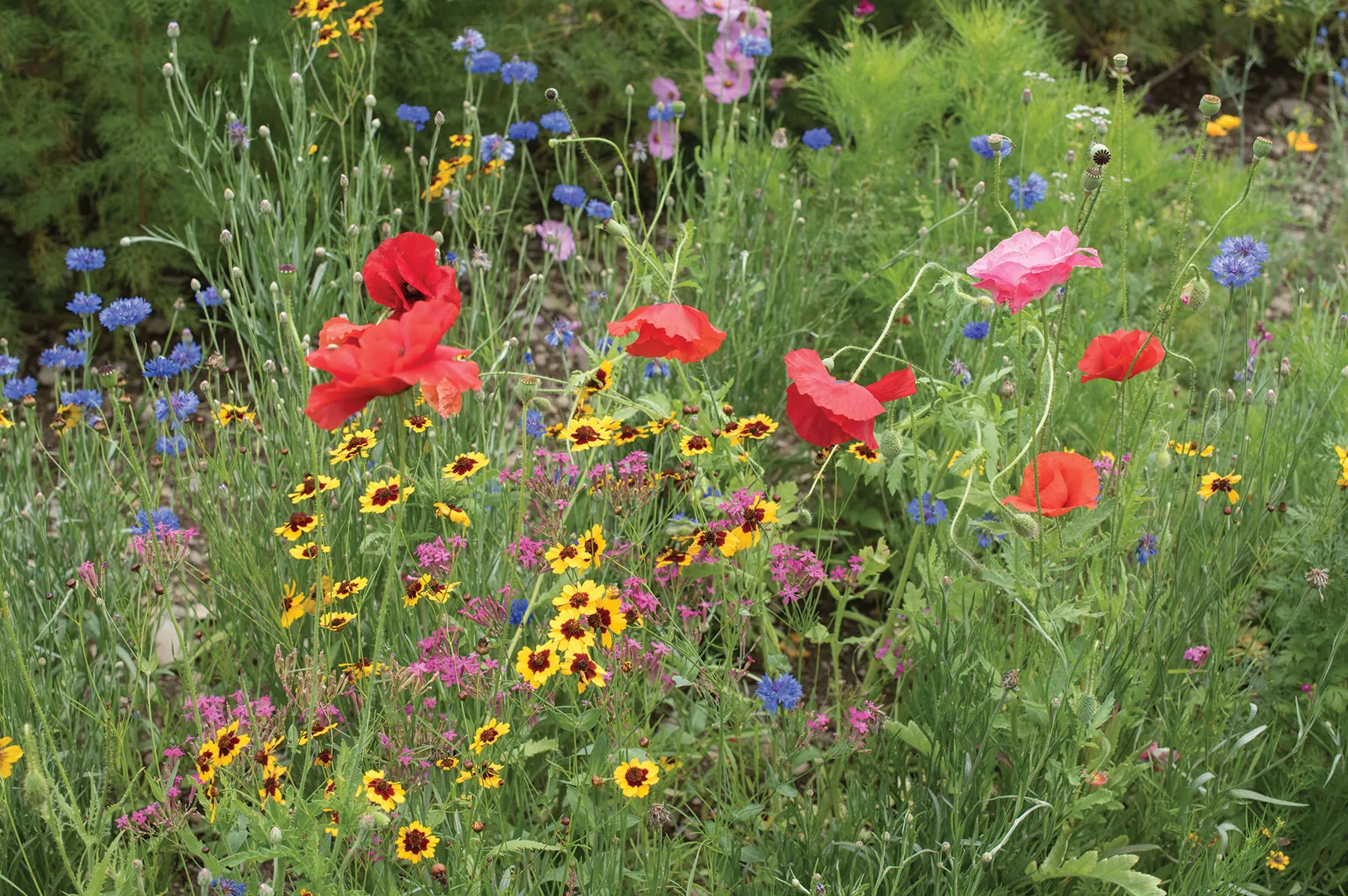 northern-lights-mix-flower-seed Northern Lights Mix Flower Seed