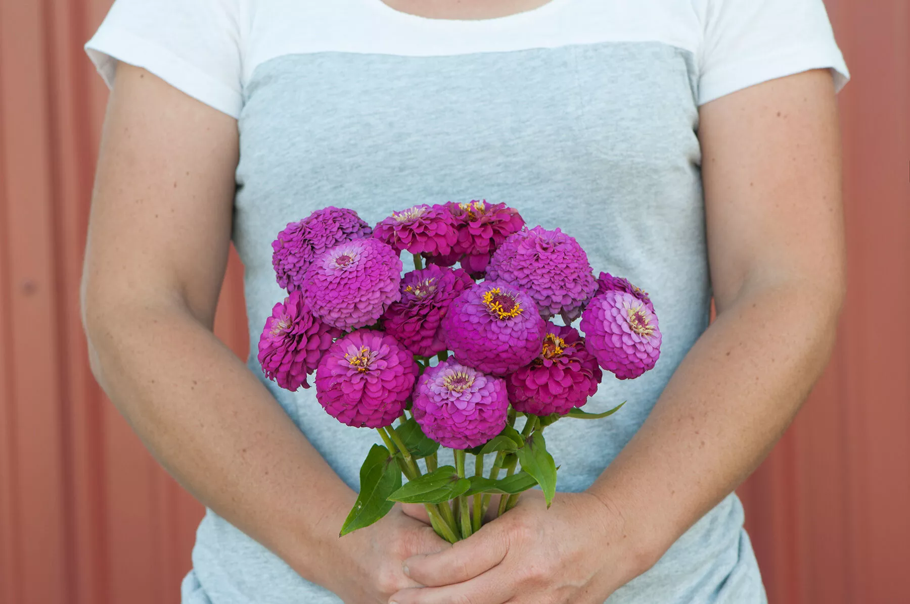 oklahoma-carmine-zinnia-seed Oklahoma Carmine Zinnia Seed