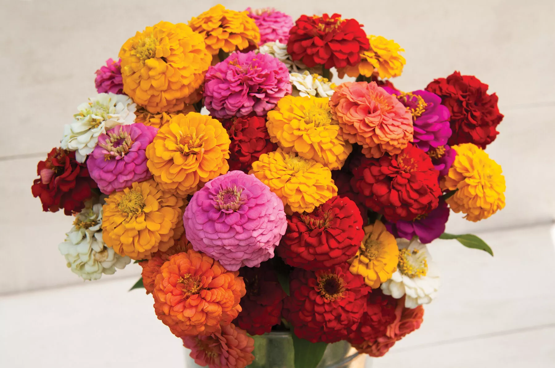 oklahoma-formula-mix-improved-zinnia-seed Oklahoma Formula Mix Improved Zinnia Seed