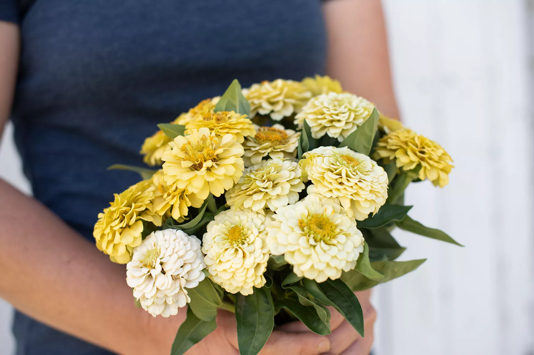 oklahoma-ivory-organic-zinnia-seed Oklahoma Ivory Organic Zinnia Seed