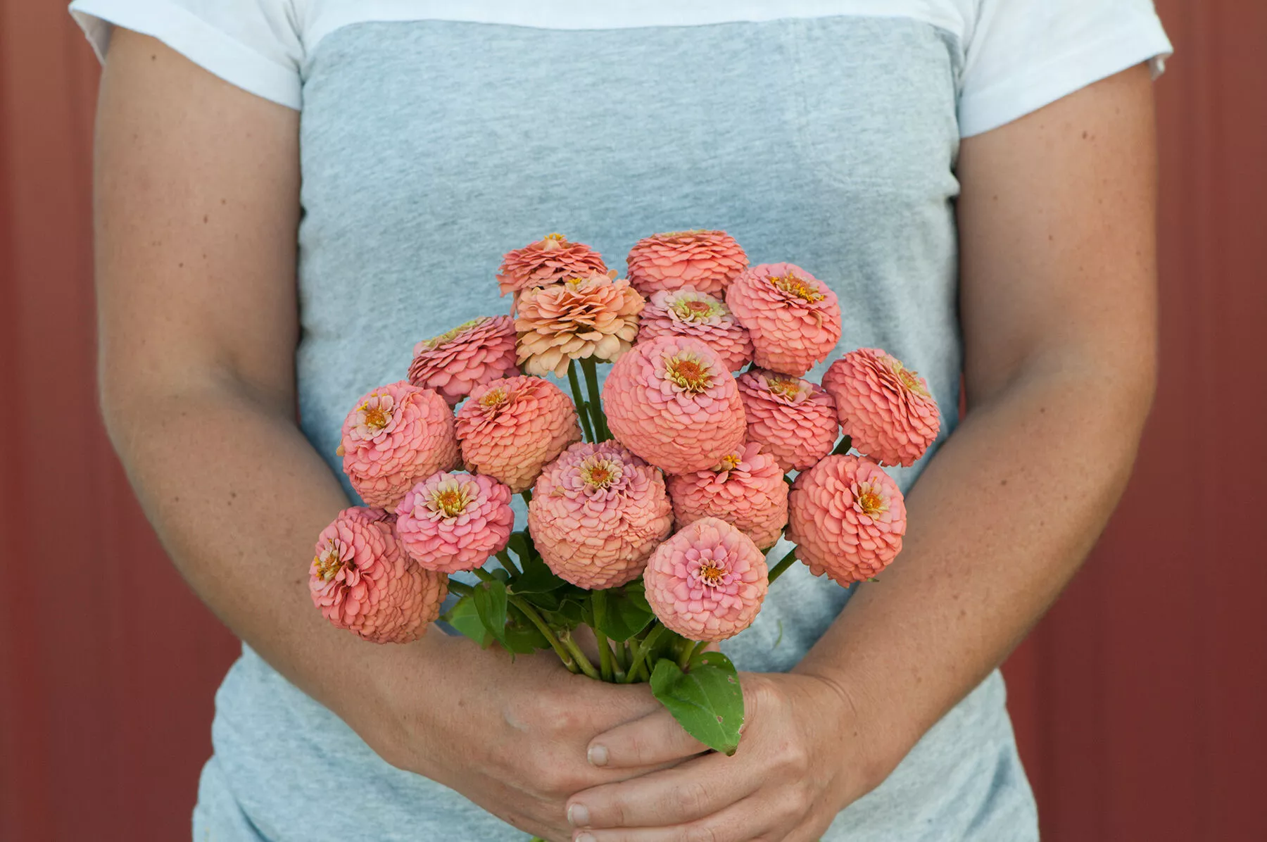 oklahoma-salmon-zinnia-seed Oklahoma Salmon Zinnia Seed