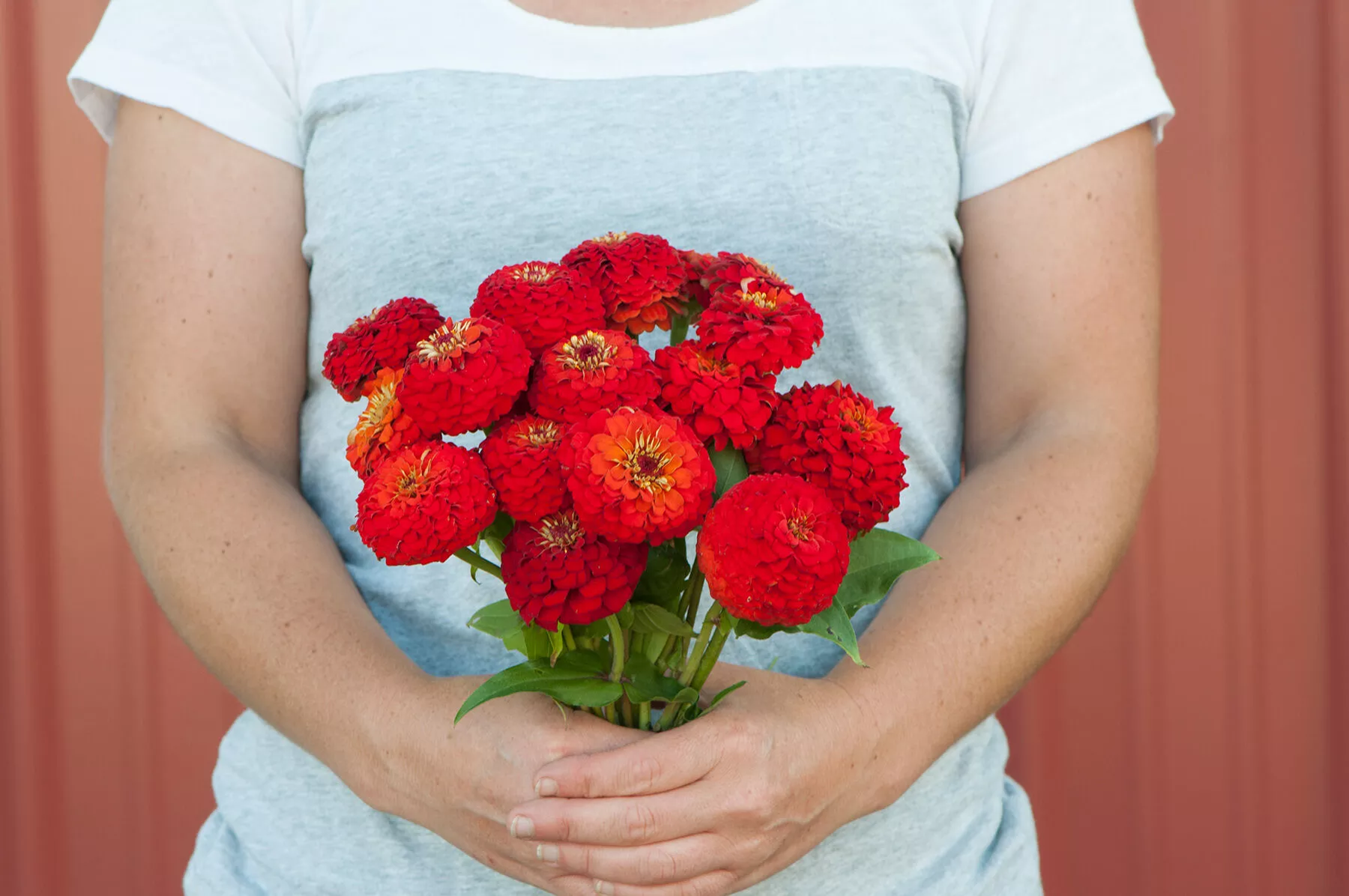 oklahoma-scarlet-zinnia-seed Oklahoma Scarlet Zinnia Seed