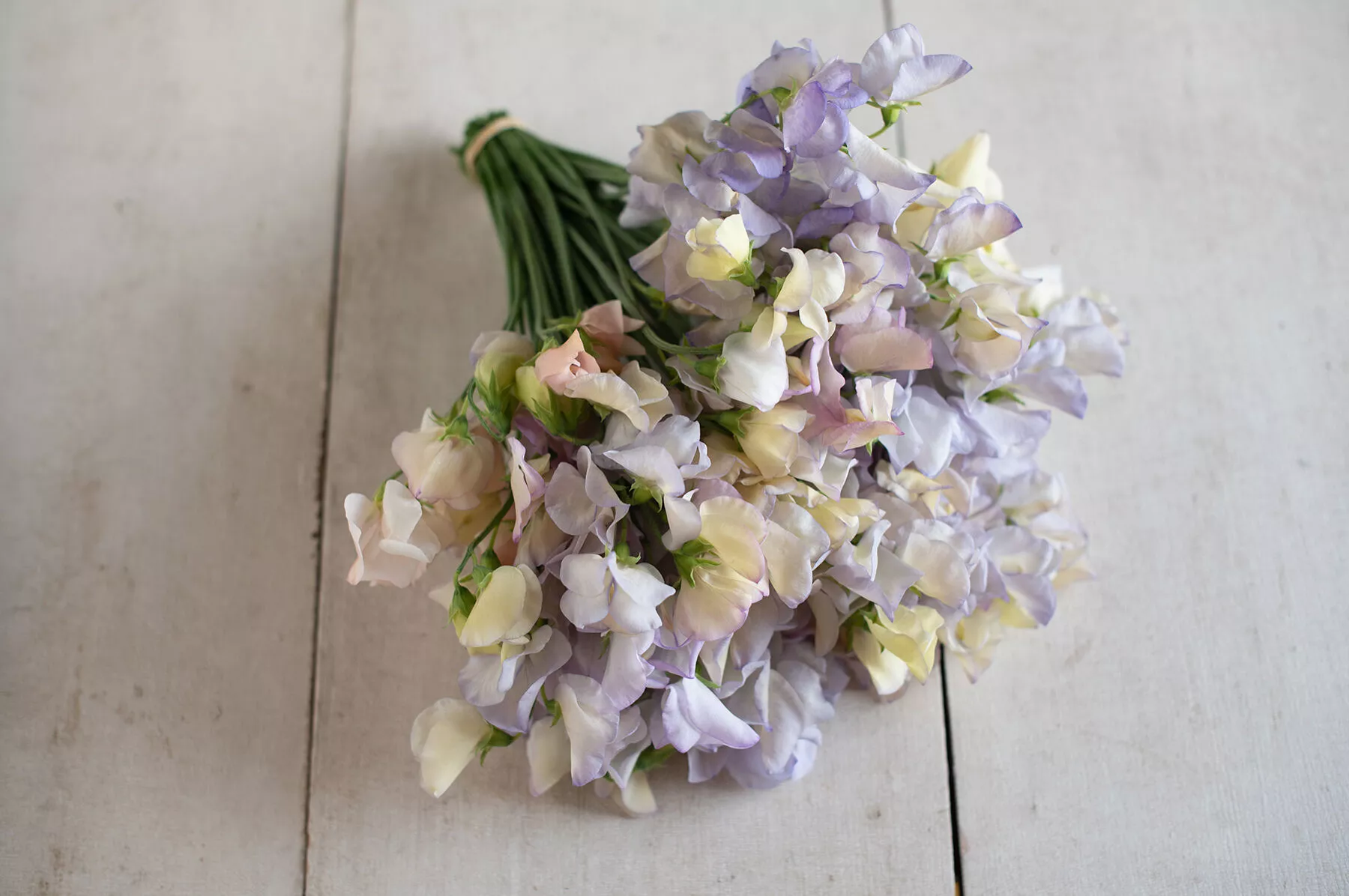 Old Times Sweet Pea Seed