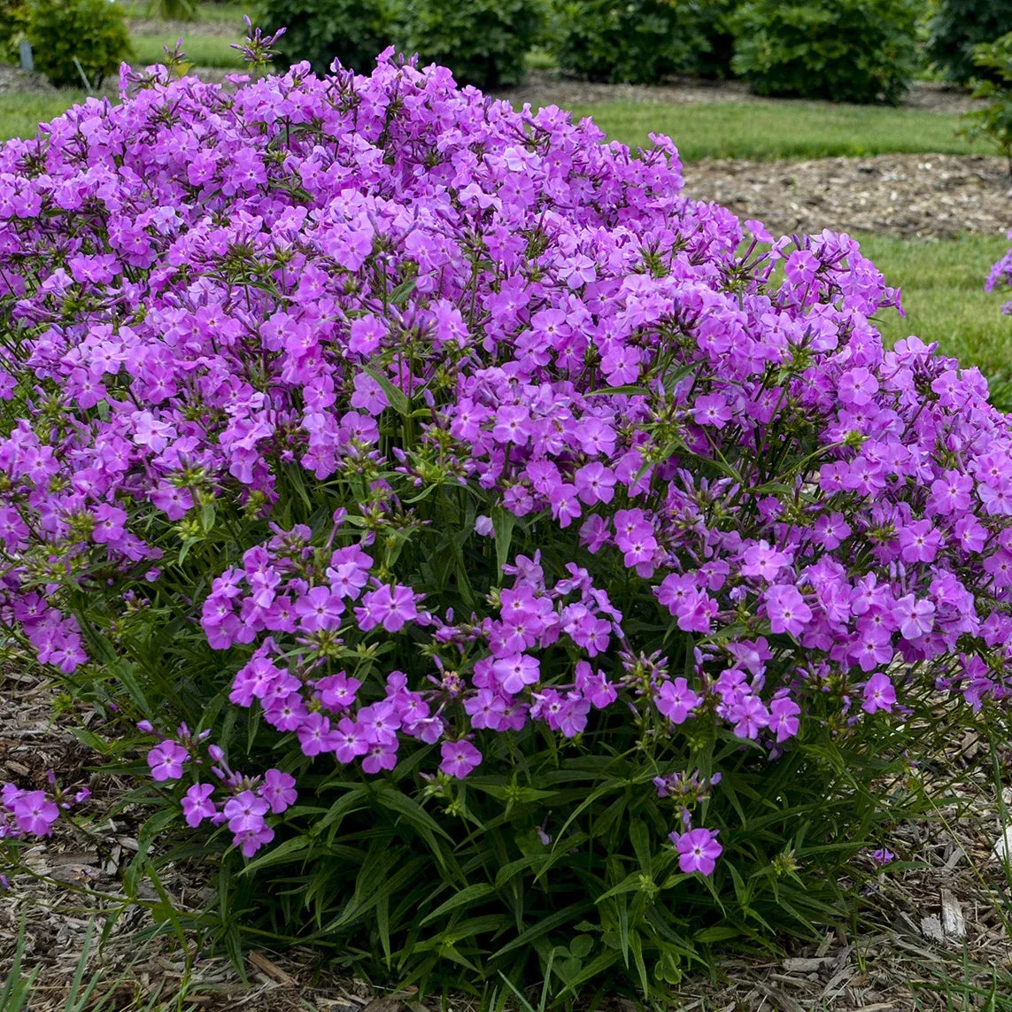 opening-act-romance-hybrid-phlox 'Opening Act Romance' Hybrid Phlox