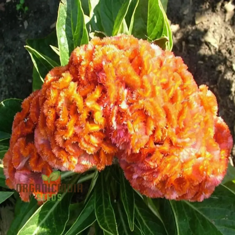 Orange Cockscomb Flower Seeds for Planting – Crested Celosia Blooms for Garden Beds, Borders, Pots, Balcony Containers & Outdoor Landscaping