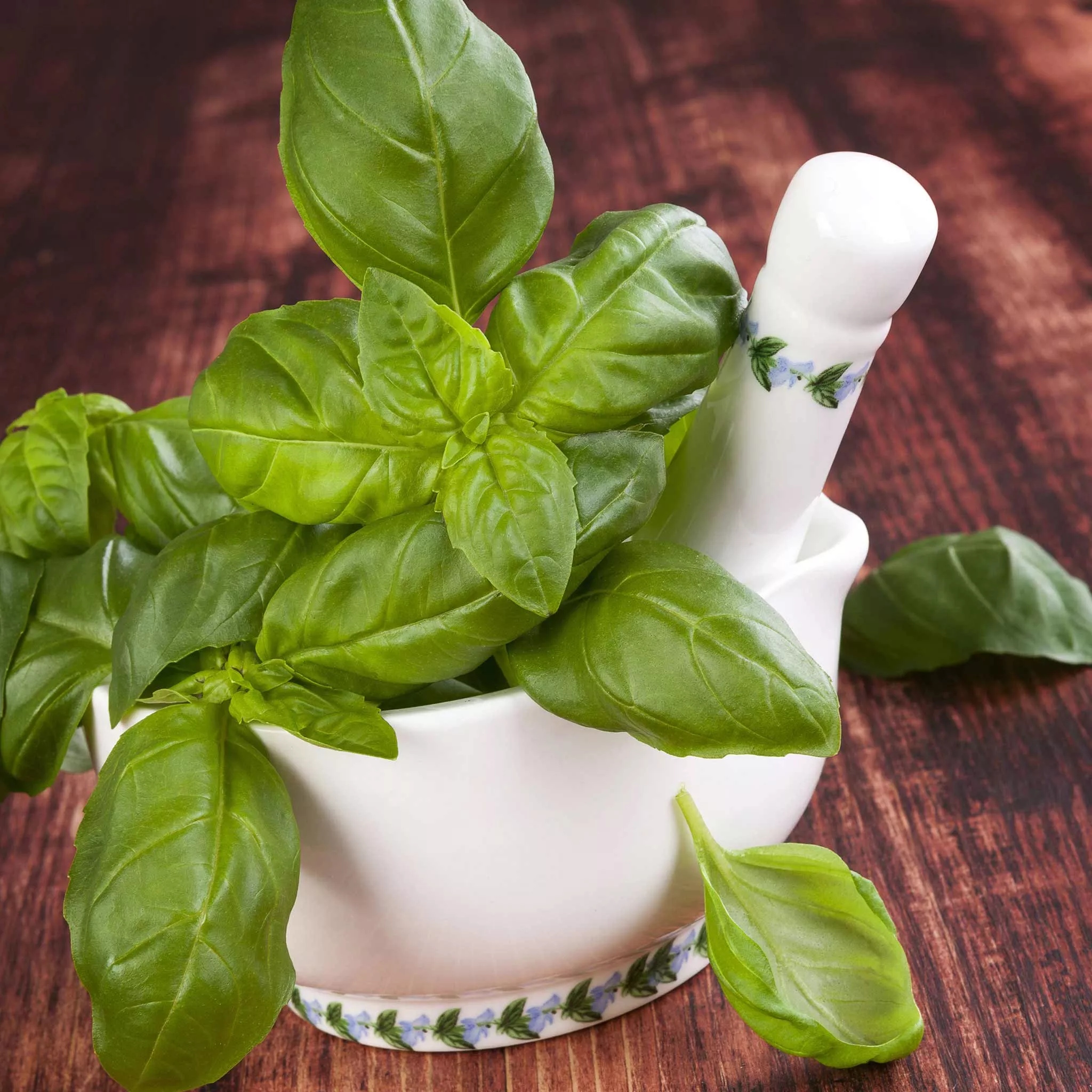 organic-basil-seeds-genovese Organic Basil Seeds - Genovese