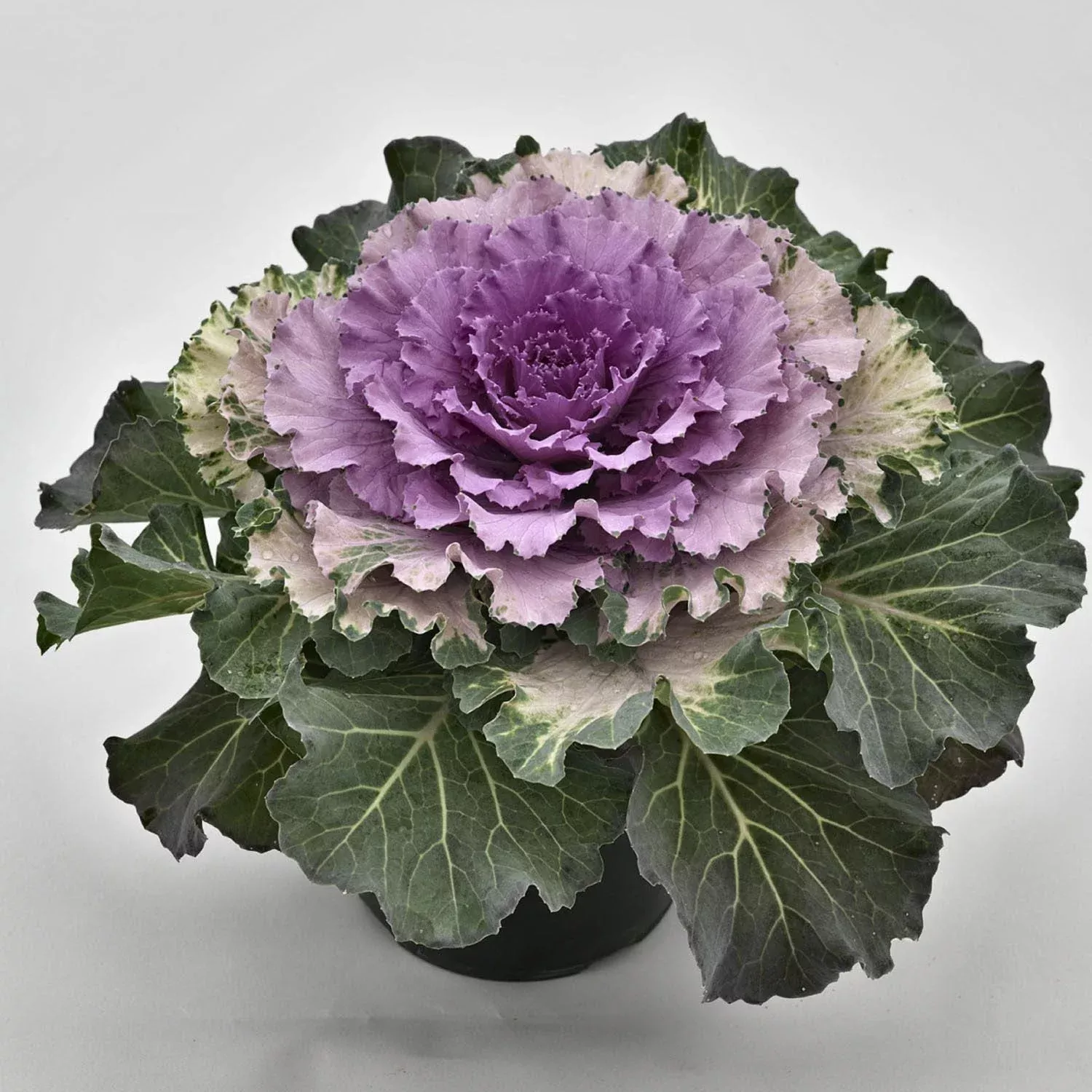 osaka-pink-flowering-kale-brassica 'Osaka Pink' Flowering Kale (Brassica)