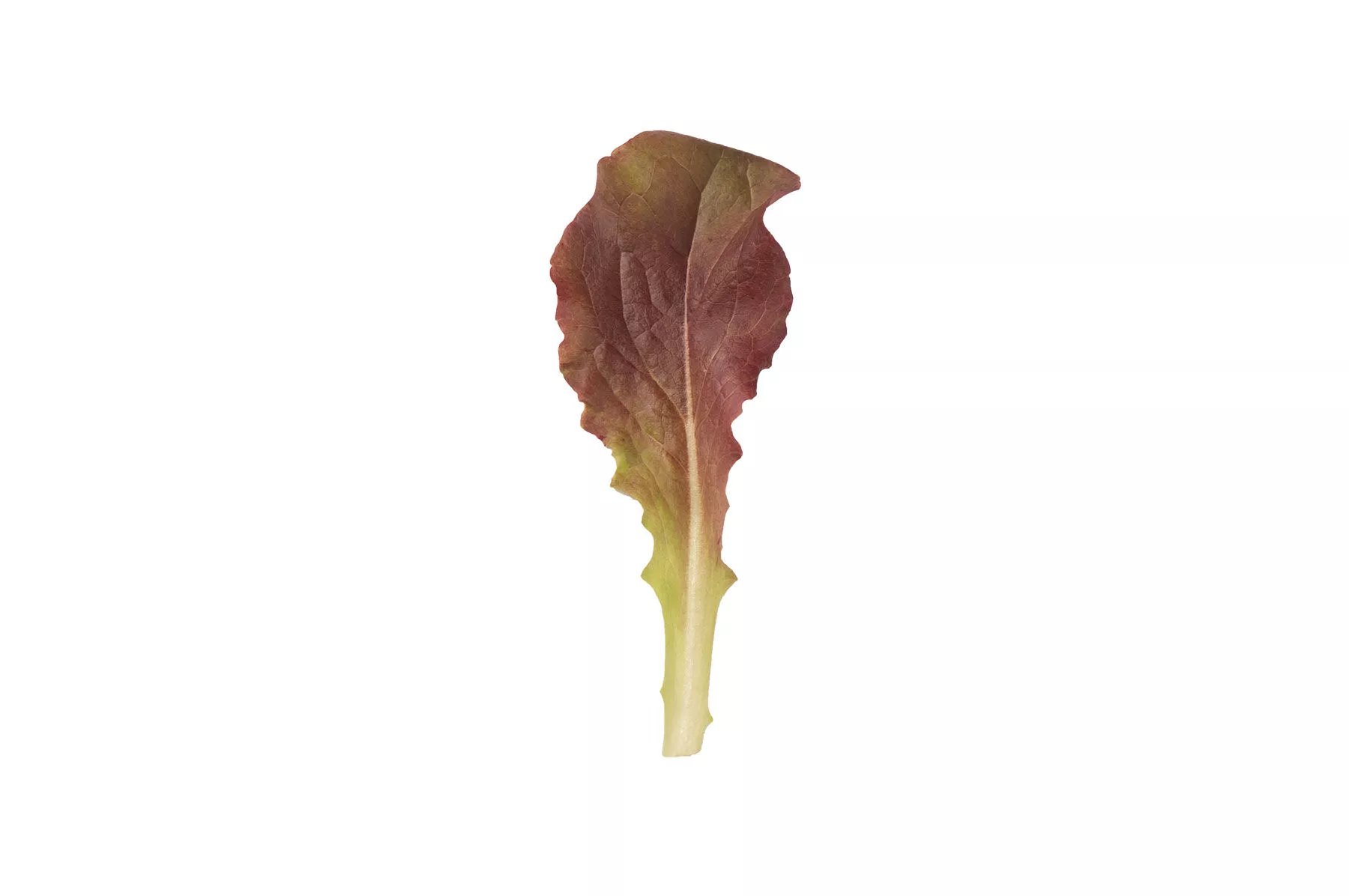outredgeous-organic-lettuce-seed Outredgeous Organic Lettuce Seed