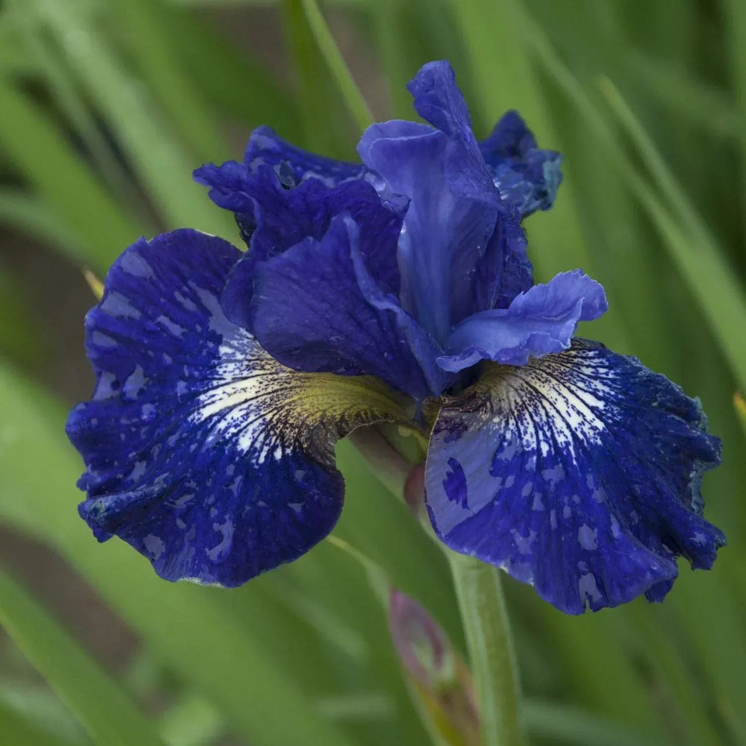 over-in-gloryland-siberian-iris 'Over in Gloryland' Siberian (Iris)