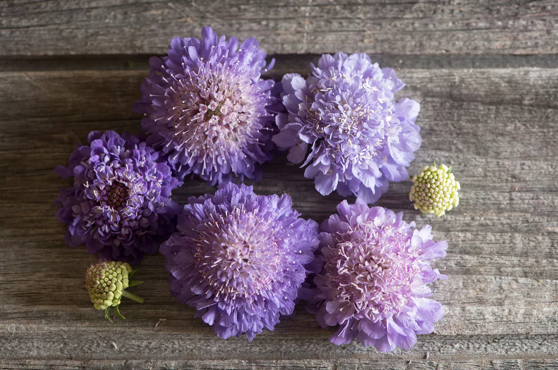 Oxford Blue Scabiosa Seed