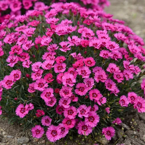 paint-town-fancy-pinks-dianthus 'Paint the Town Fancy' Pinks (Dianthus)