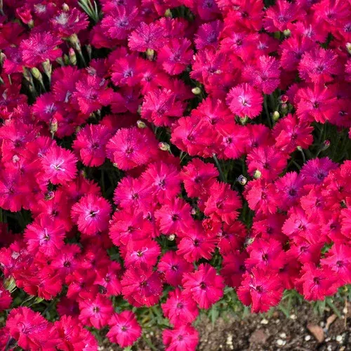 paint-town-red-pinks-dianthus 'Paint the Town Red' Pinks (Dianthus)