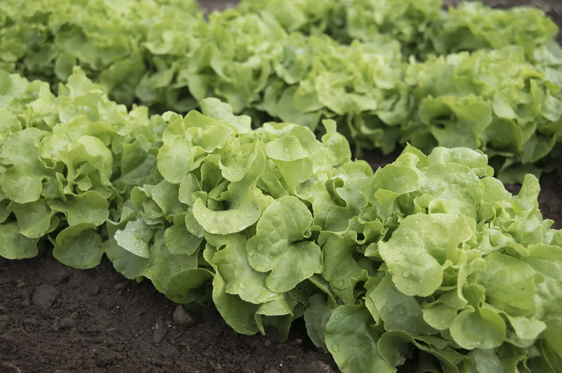 Panisse Lettuce Seed