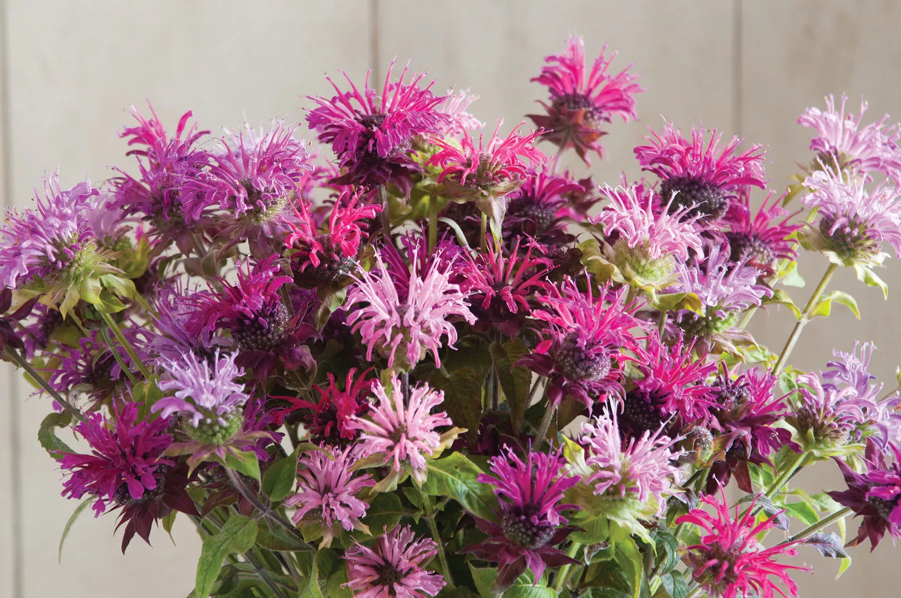 Panorama Mix Monarda Seed