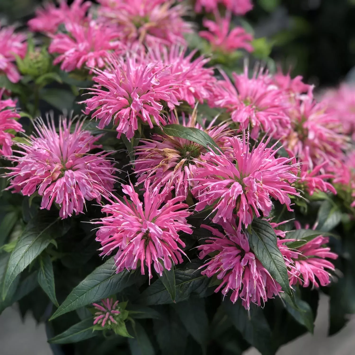 pardon-my-pink-monarda 'Pardon My Pink' Monarda