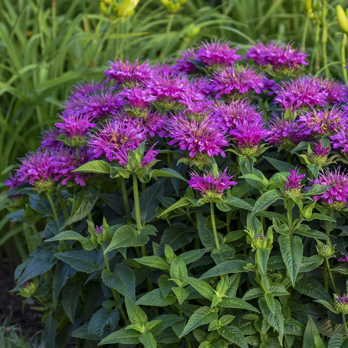 pardon-my-purple-bee-balm-monarda 'Pardon My Purple' Bee Balm (Monarda)